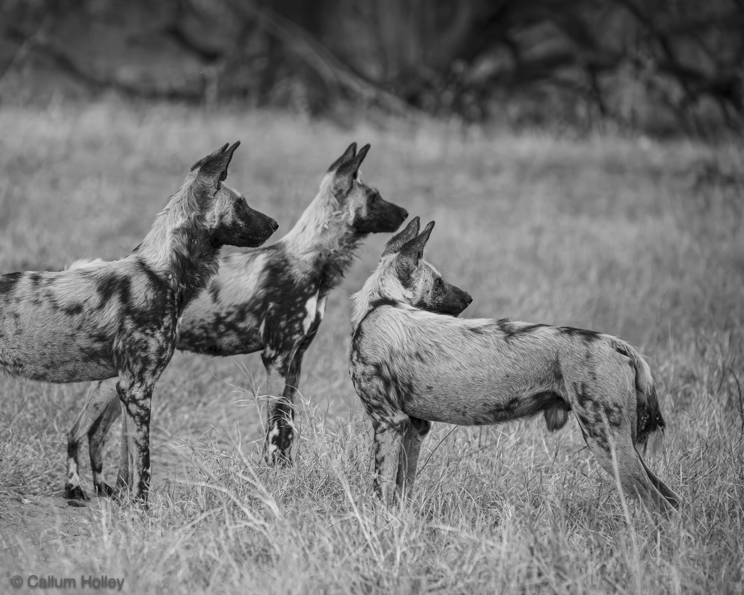 Wild Dogs, Black and White, Africa, Hunting, 