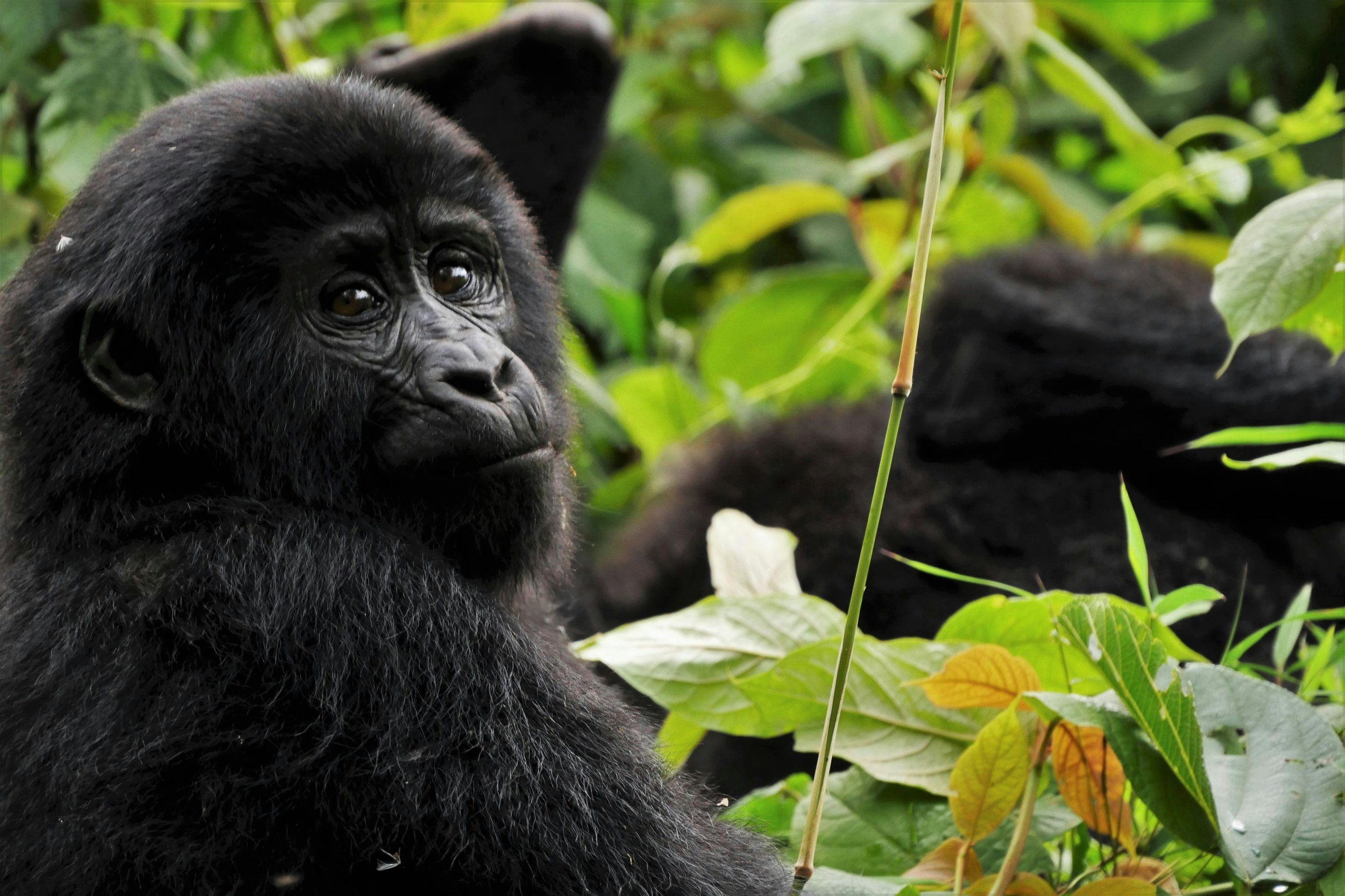 Gorilla, Rwanda, Volcanoes National Park