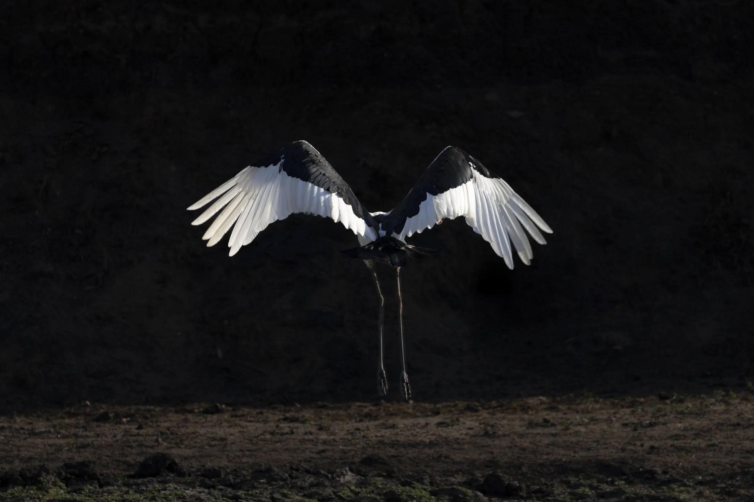 A Saddle-billed stork, with its wings spread wide flying above the ground with a dark background.