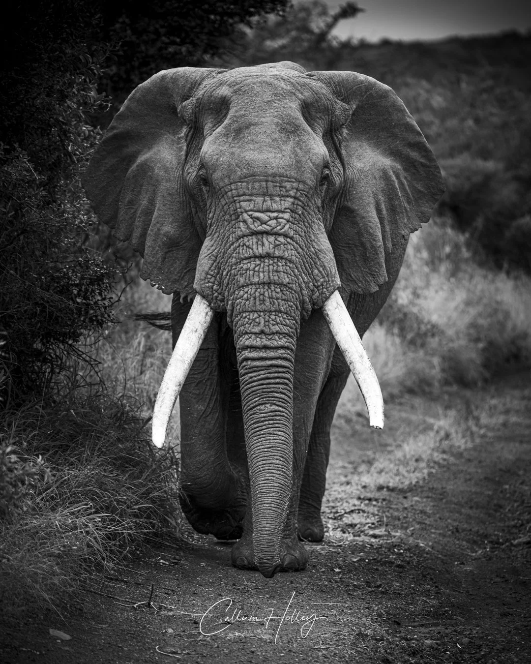 African Elephant, KwaZulu-Natal, Safari, Big tusker
