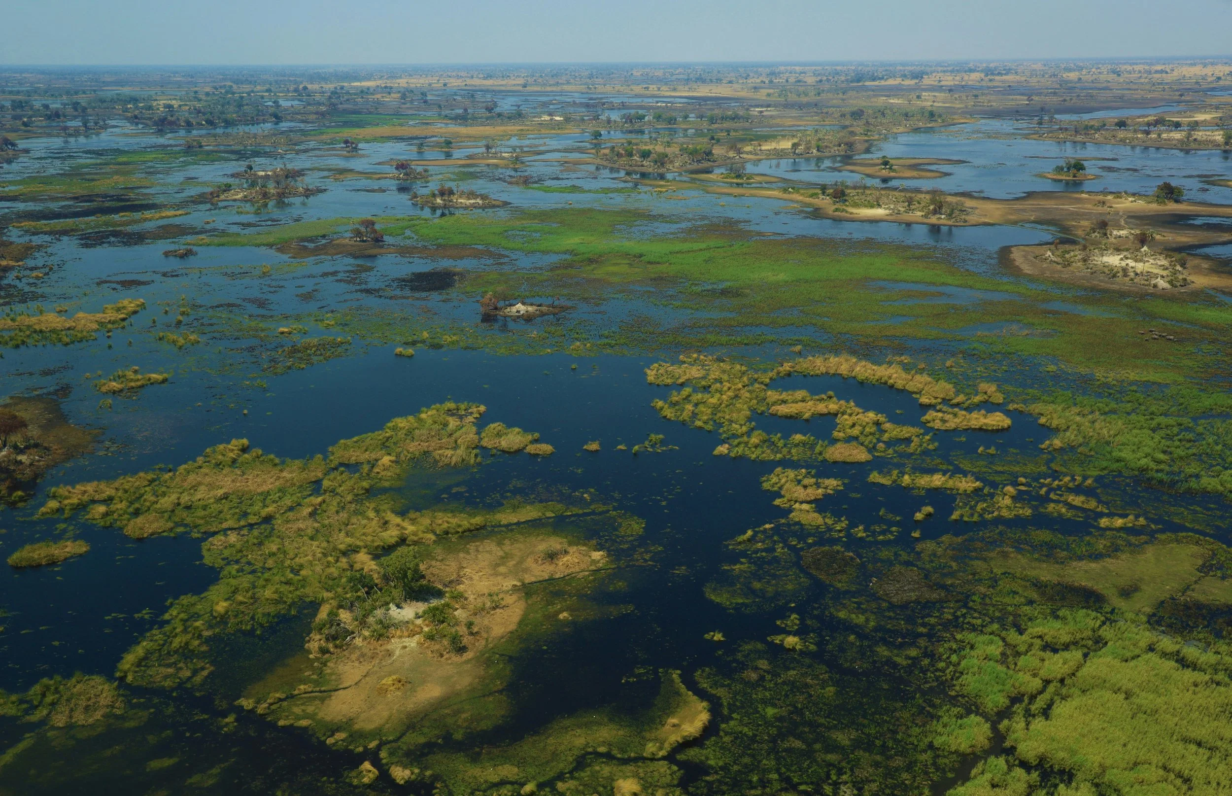 Okavango Delta, Buffalo Herd, Africa, Botswana, 