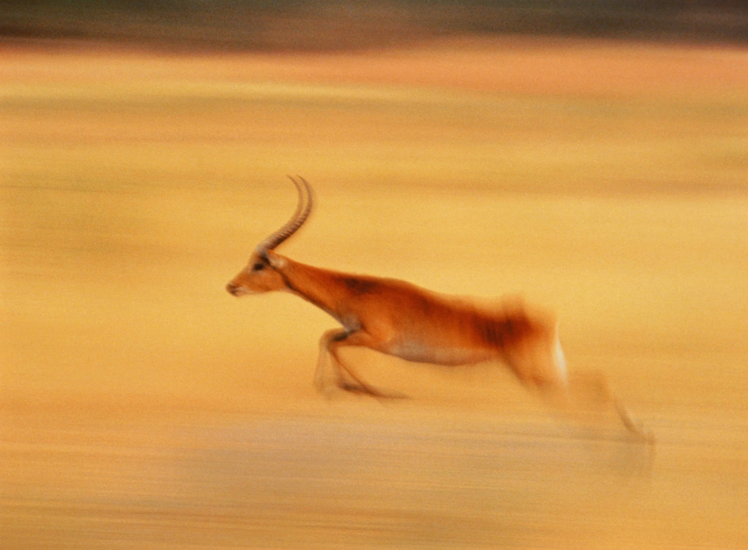 A Lechwe running across the plains at sunset with a blurred background.