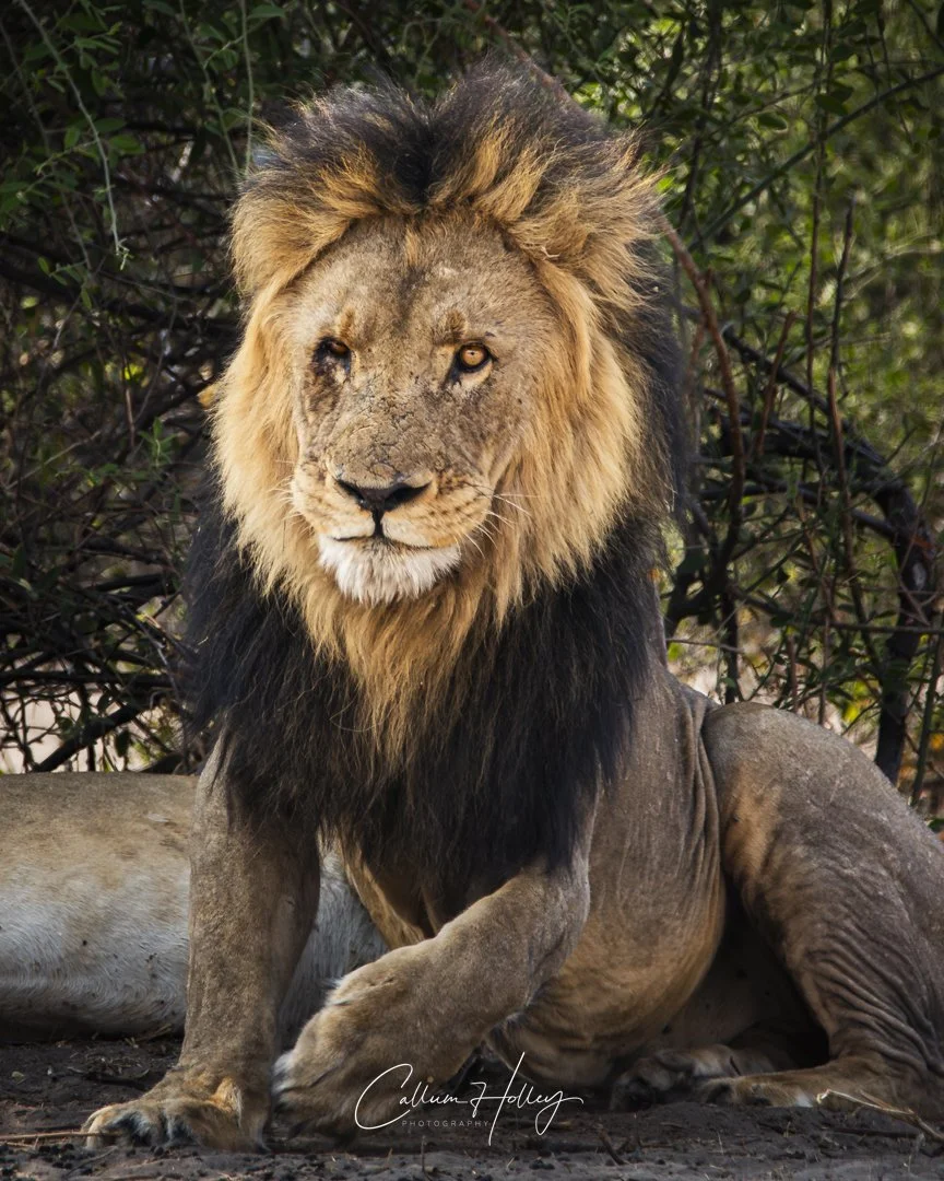 Lion, Chobe, Botswana