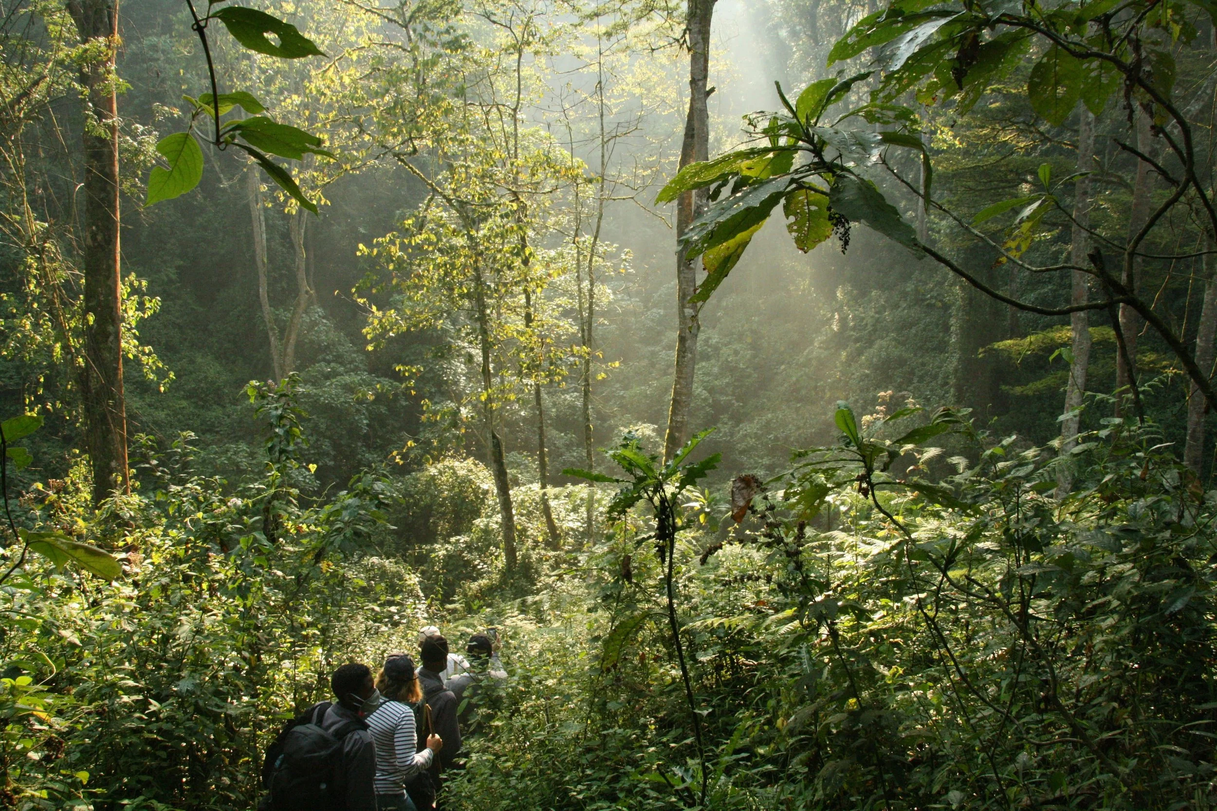 Group of people walking along a jungle trail with sunlight filtering through dense trees and lush greenery.
