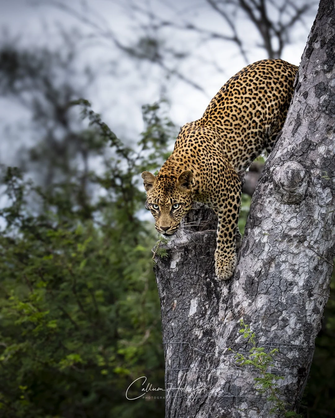 A leopard climbing down a large tree trunk in a forested area with dense greenery. The leopard has a spotted coat and piercing blue eyes.