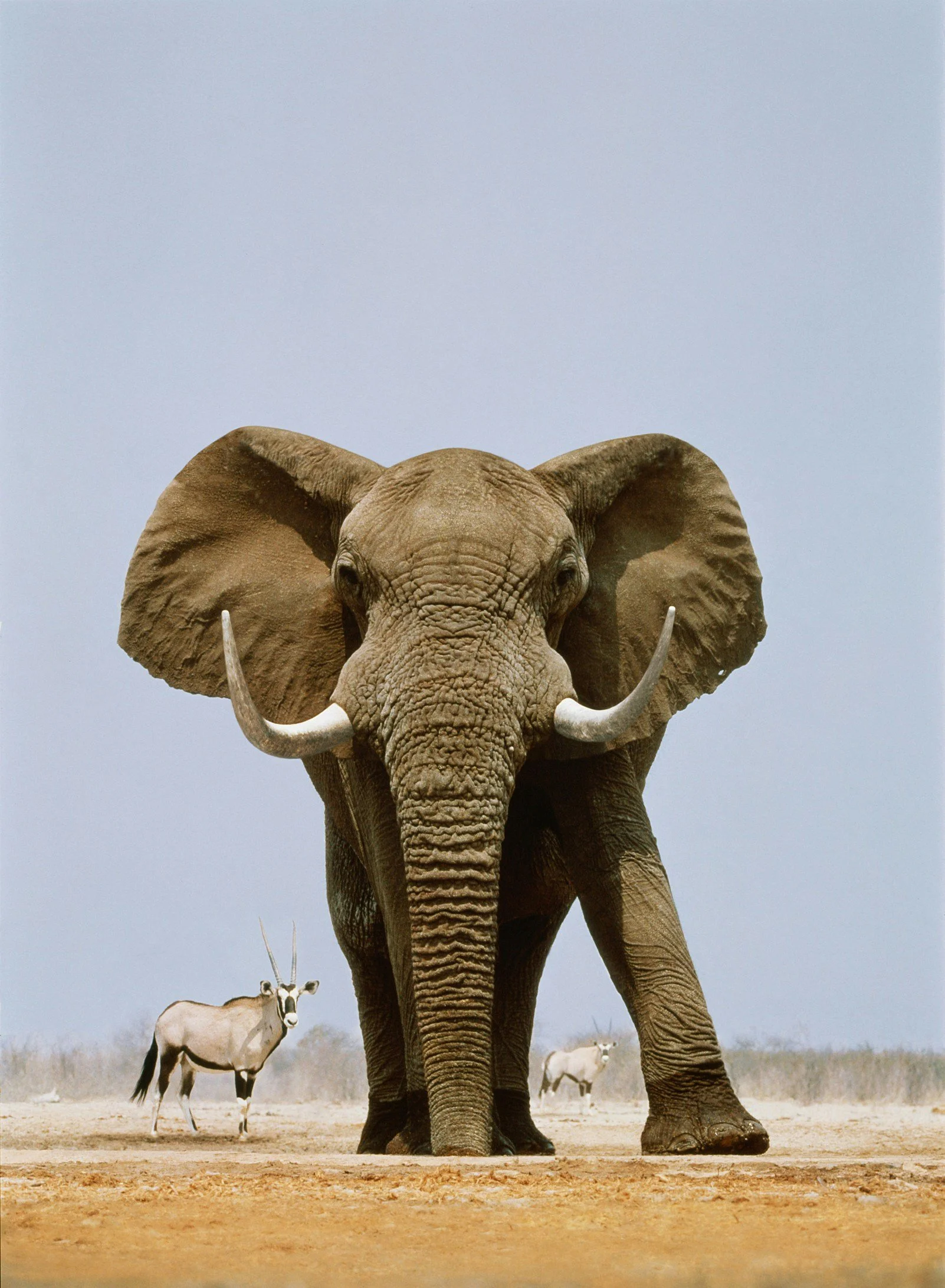 A large male elephant walking towards the camera with two smaller antelopes in the background on a sandy plain under a clear blue sky.