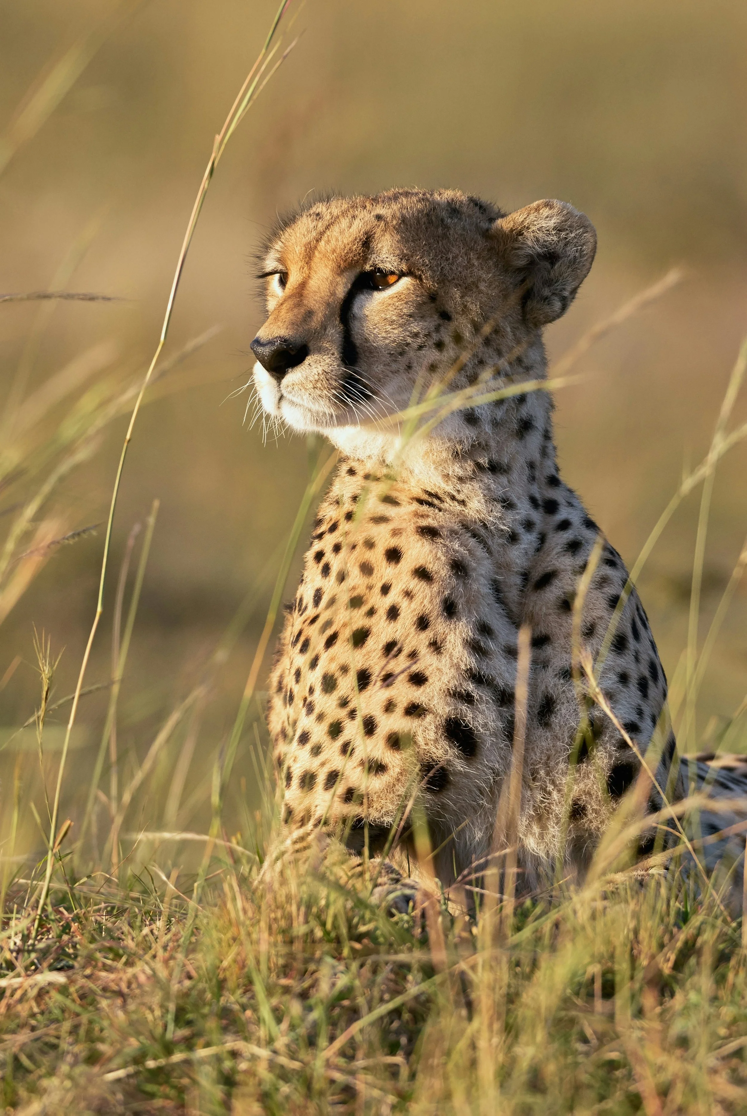 Cheetah, Africa, 