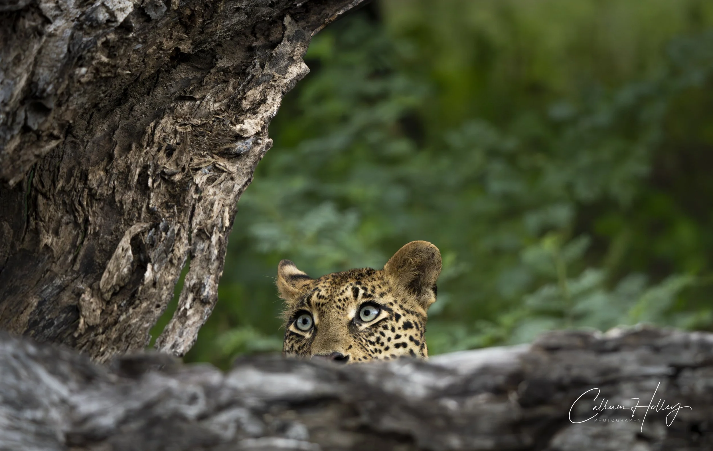Leopard, Sabi Sands, Great Kruger