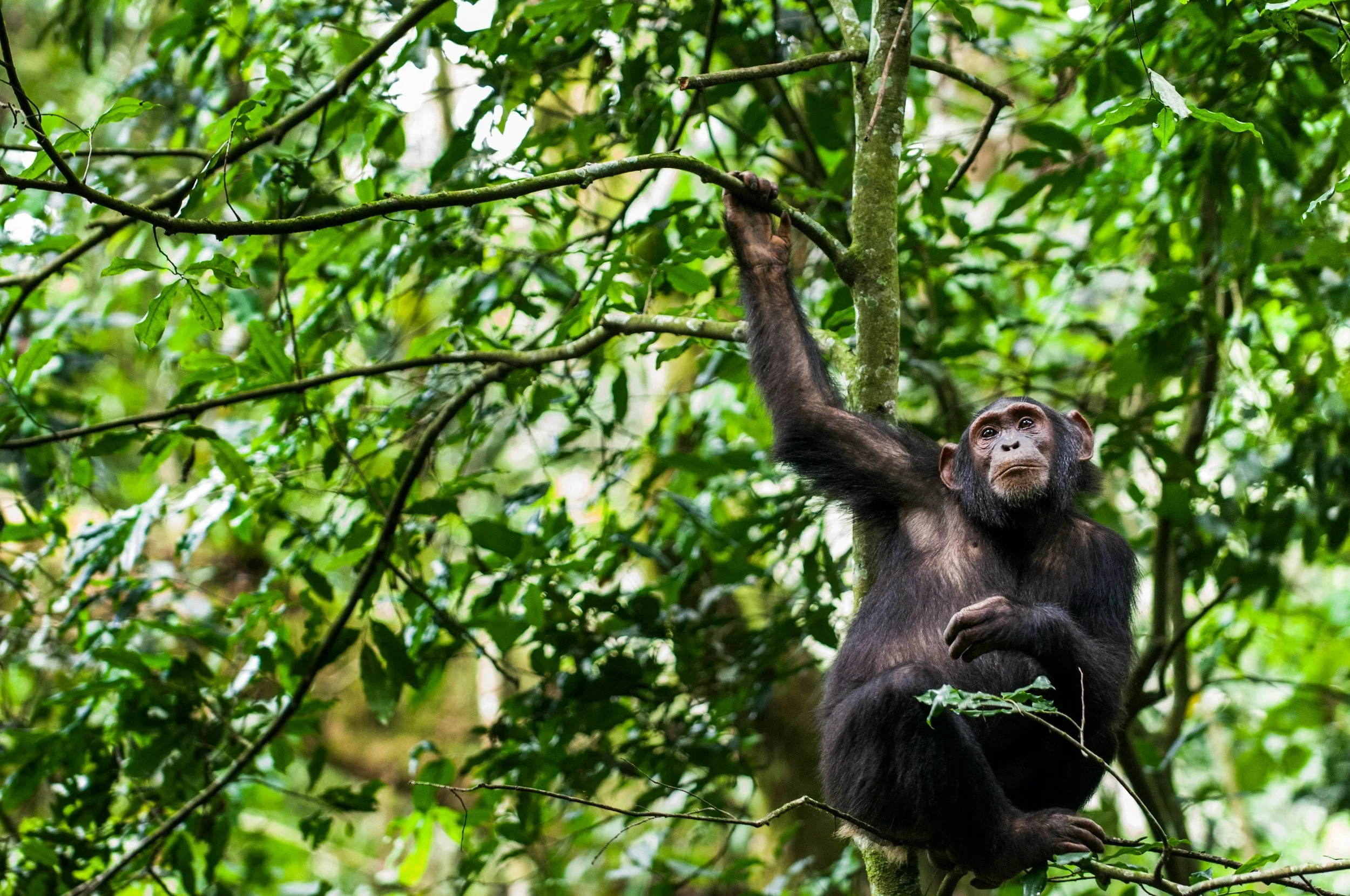 Chimpanzee, Nyungwe National Park, Rwanda 