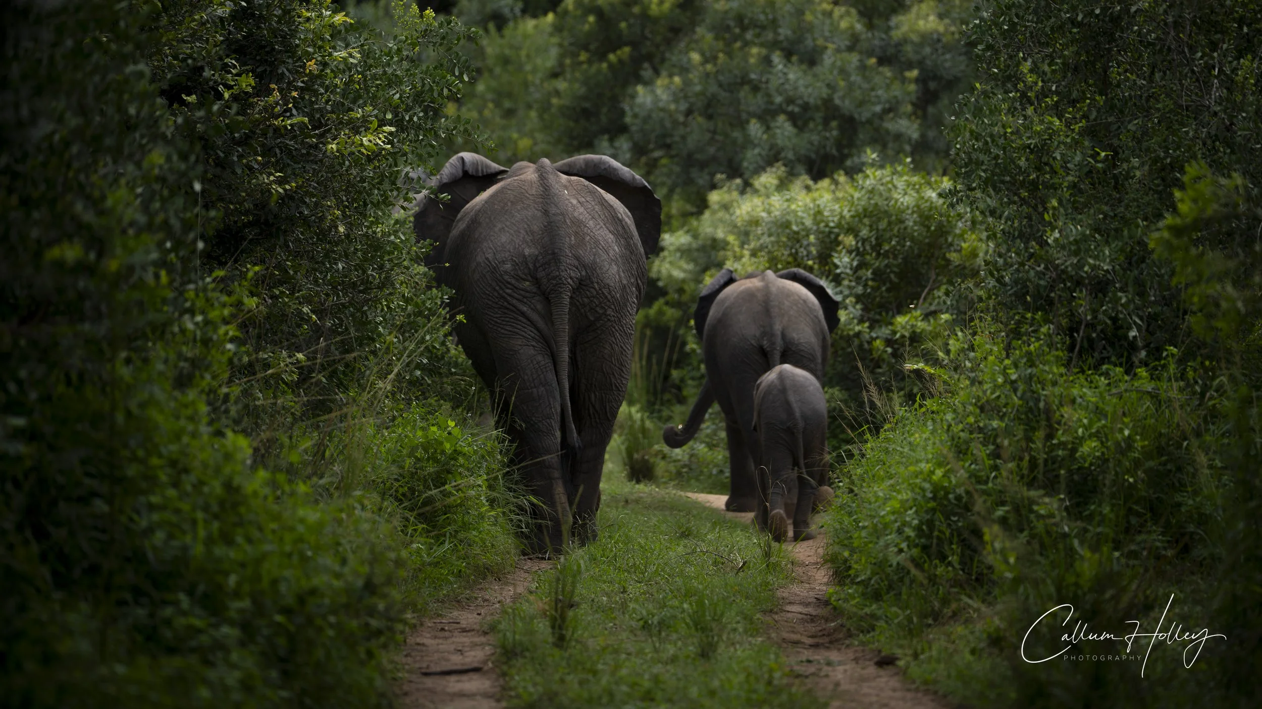 Elephant, Sabi Sands, Great Kruger