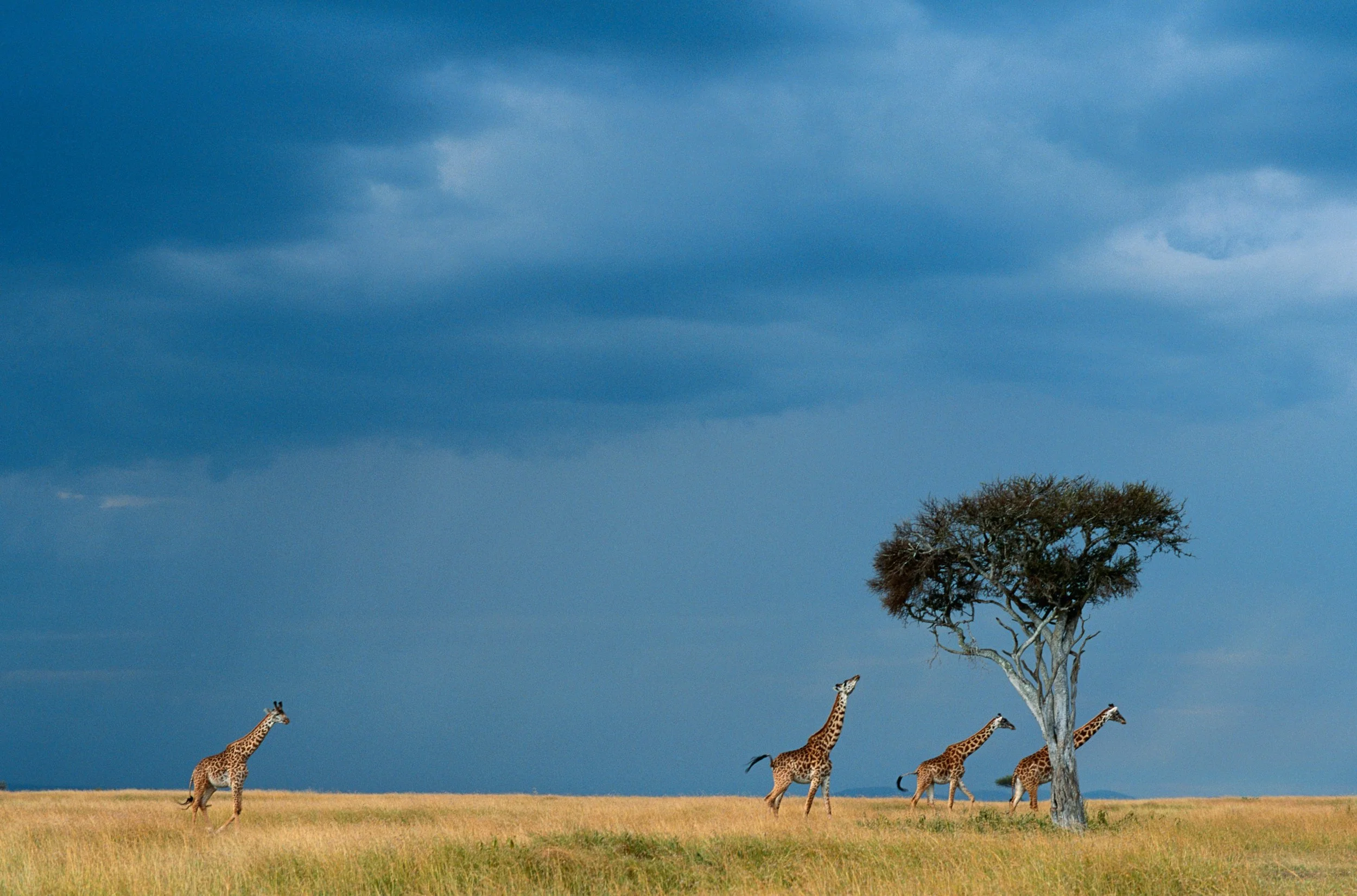 Five giraffes walking on a grassy plain near a tree under a dark cloudy sky.