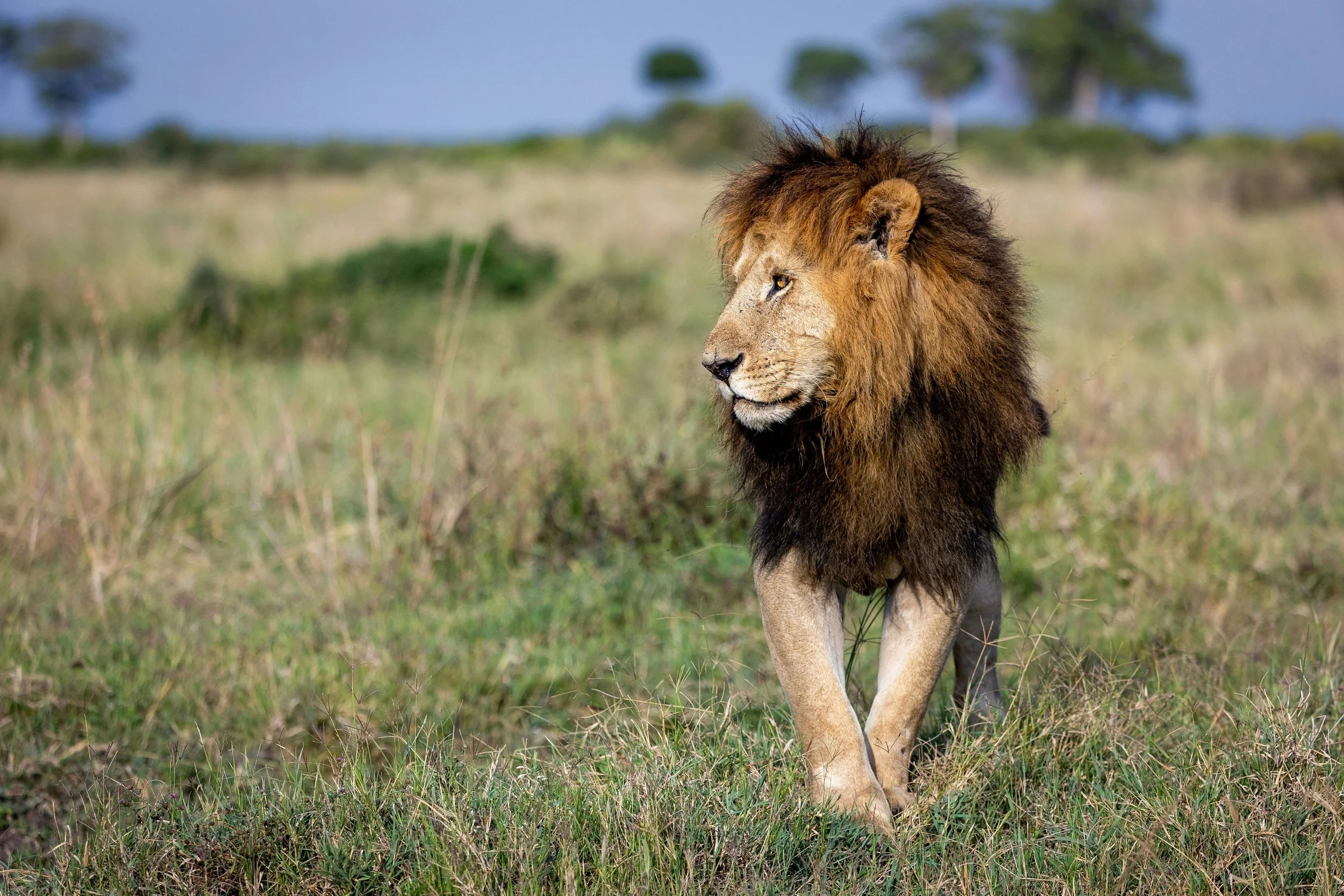 A lion walking in a grassy savanna with trees in the background.