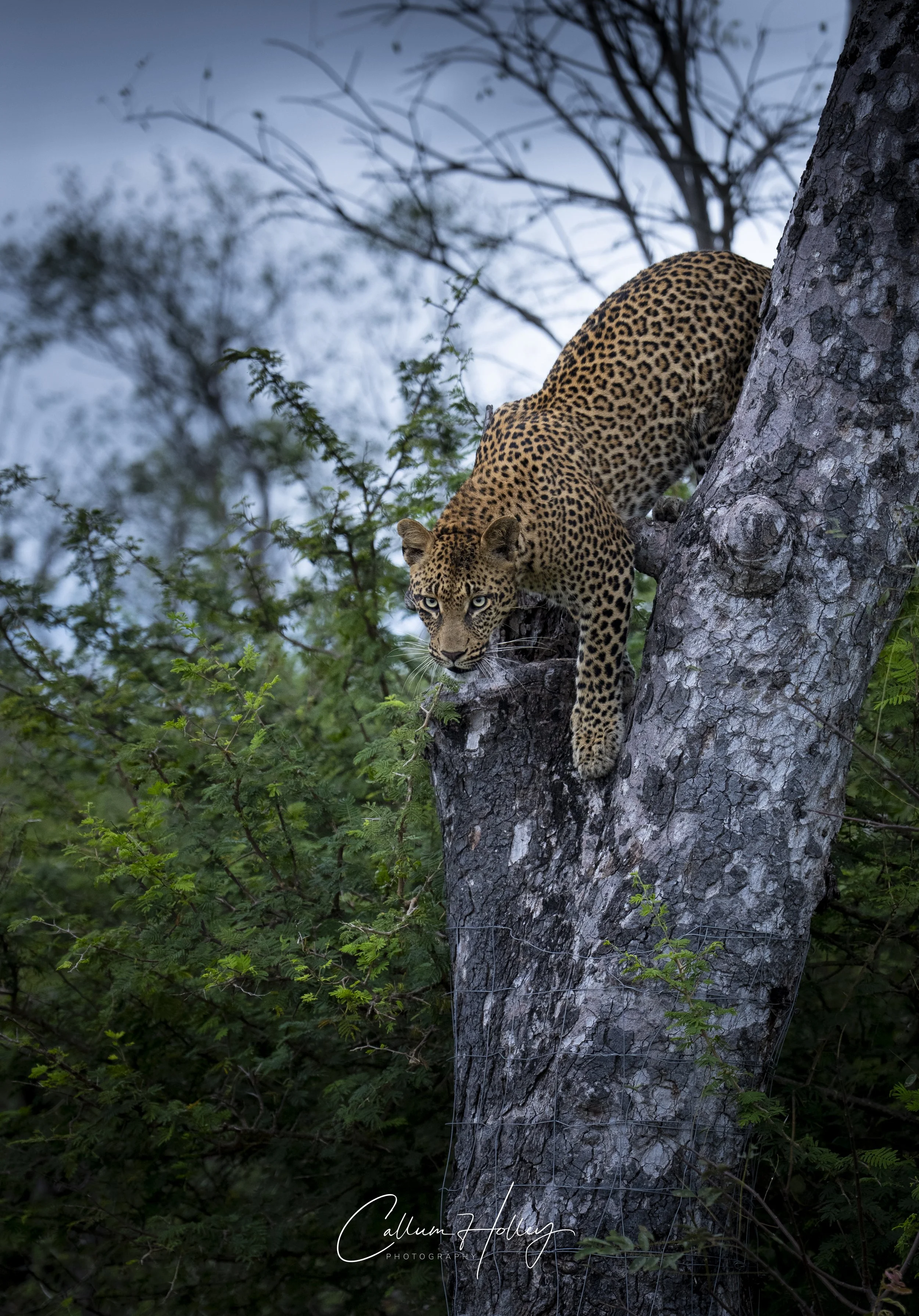 Leopard, Sabi Sands, Great Kruger