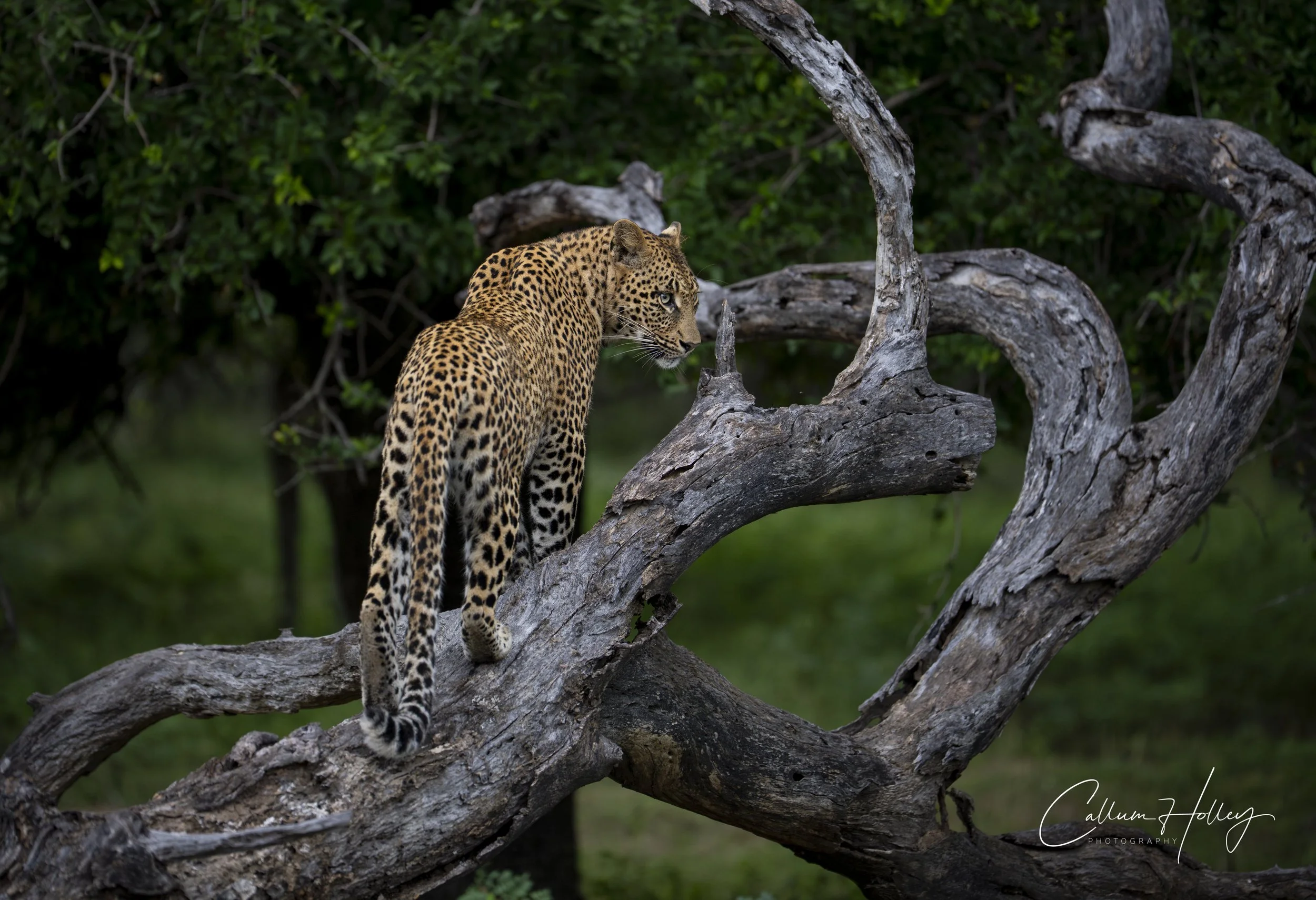 Leopard, Sabi Sands, Great Kruger