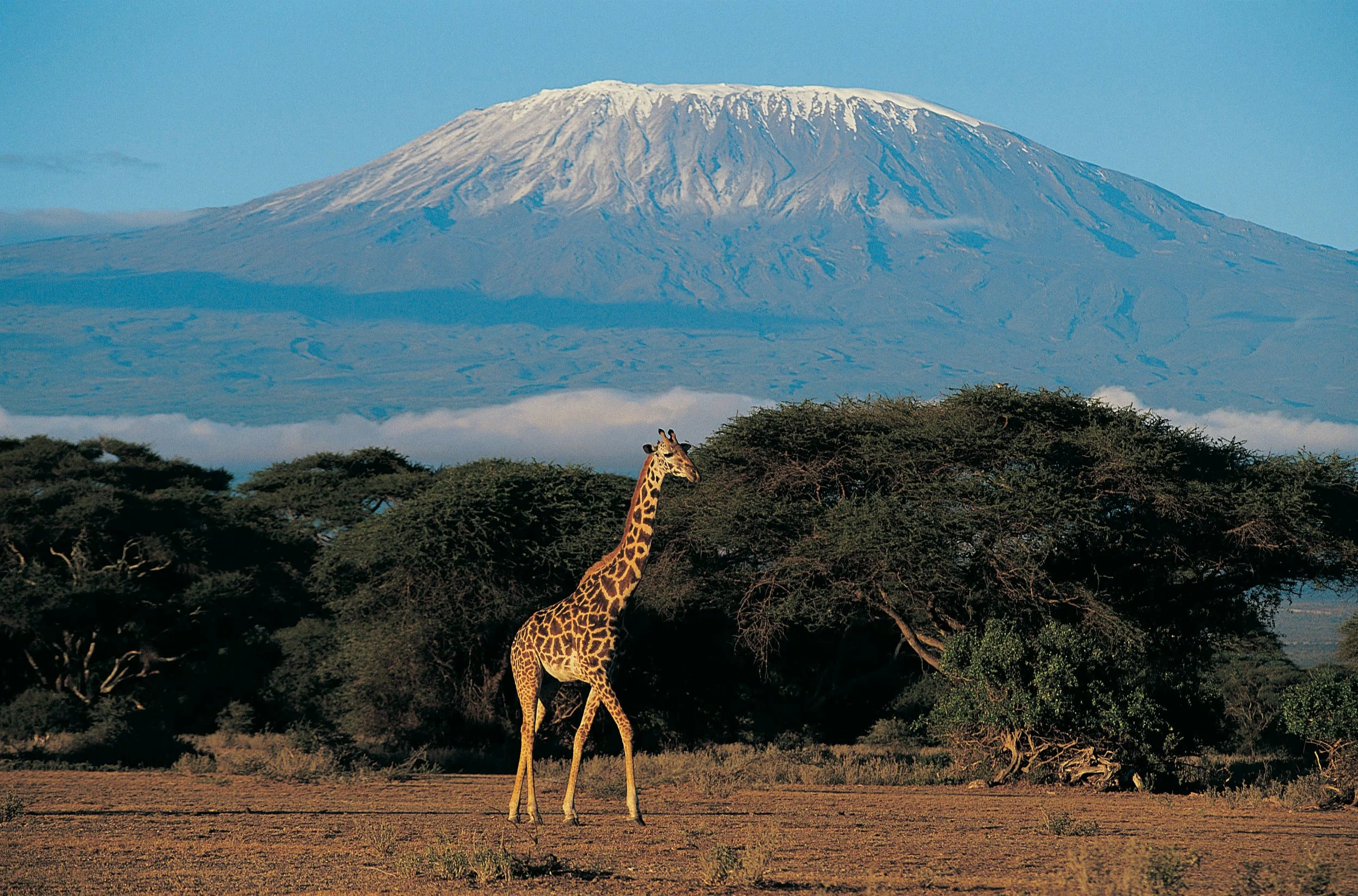 Giraffe, Kilimanjaro, Kenya, Amboseli