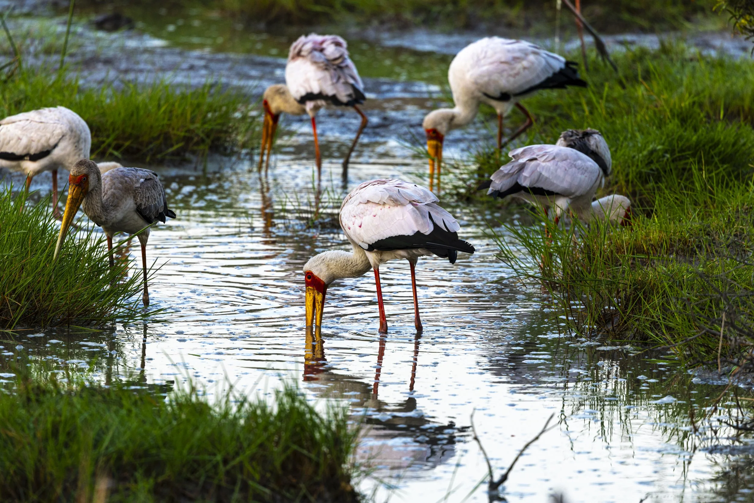 A group of storks wading in shallow water, surrounded by green grass and reeds.