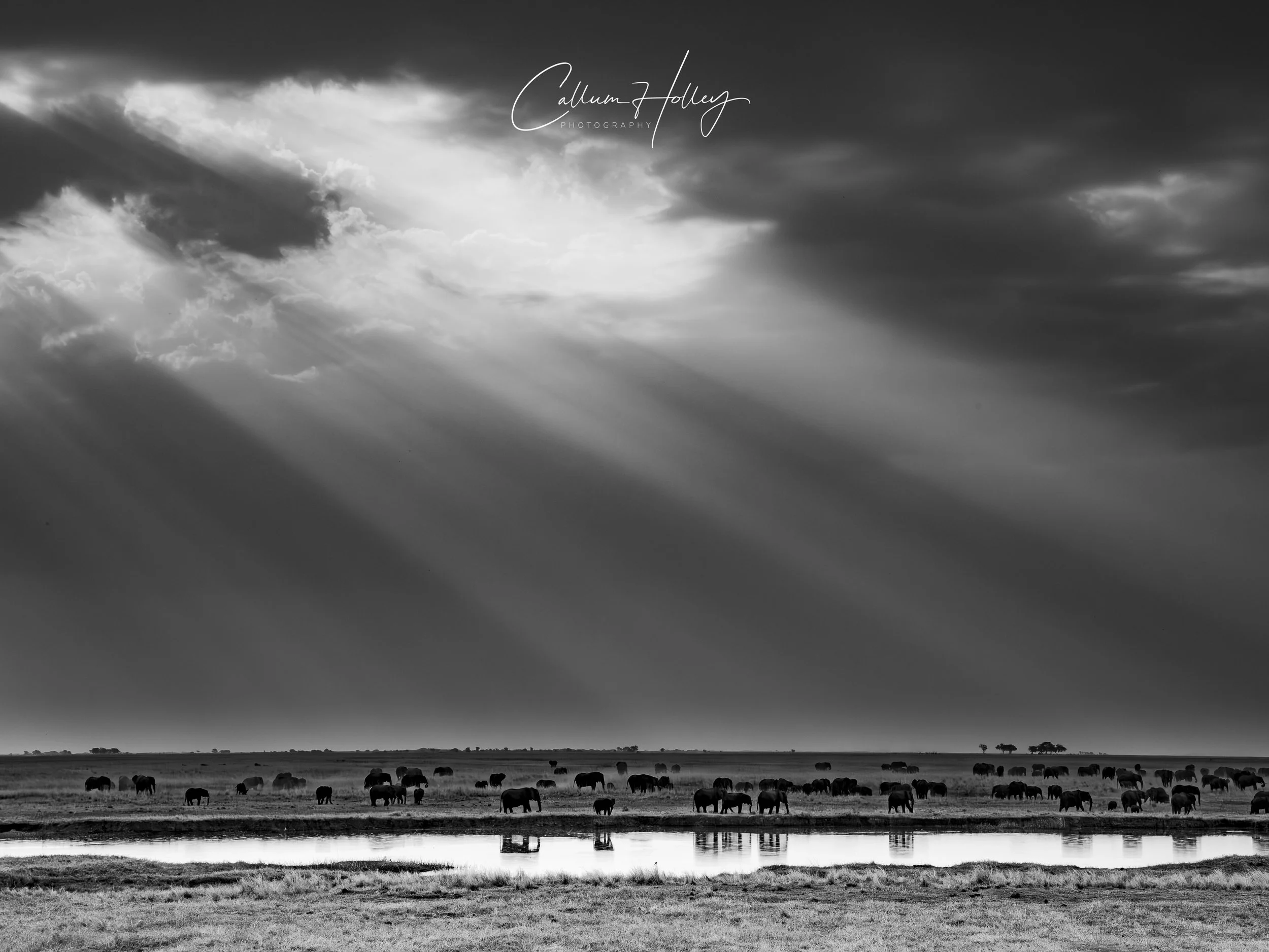 Elephants, Chobe River, Botswana