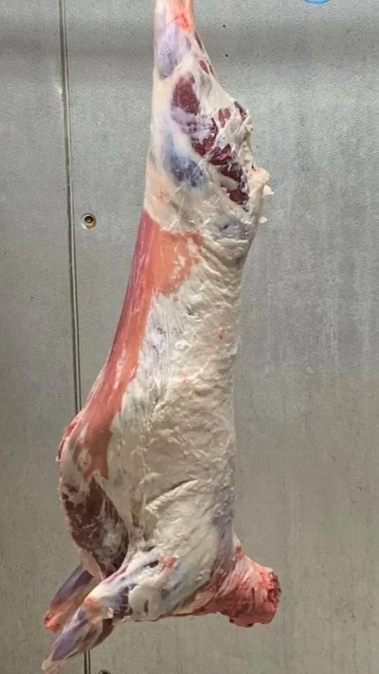 HangingLamb.jpg
