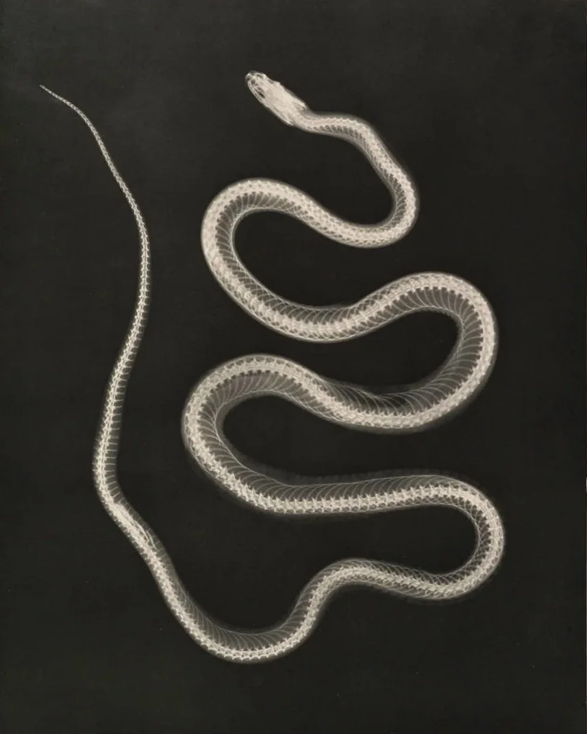 Shedding In My Sleep