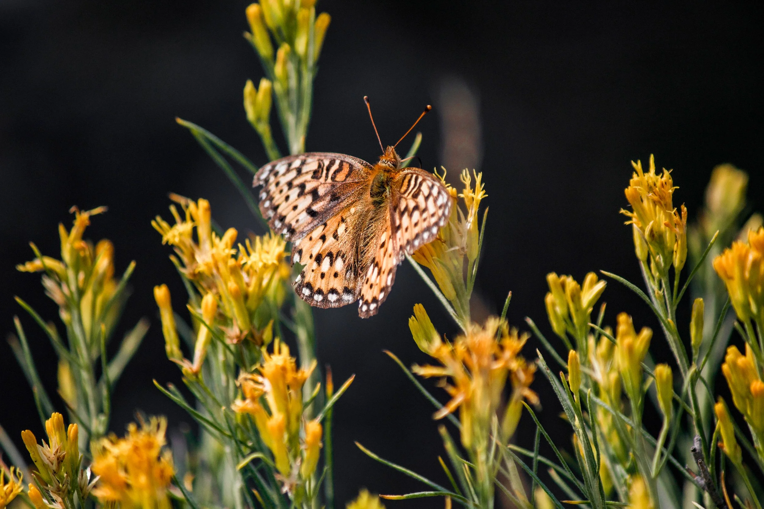 Monarch on Rabbitbrush