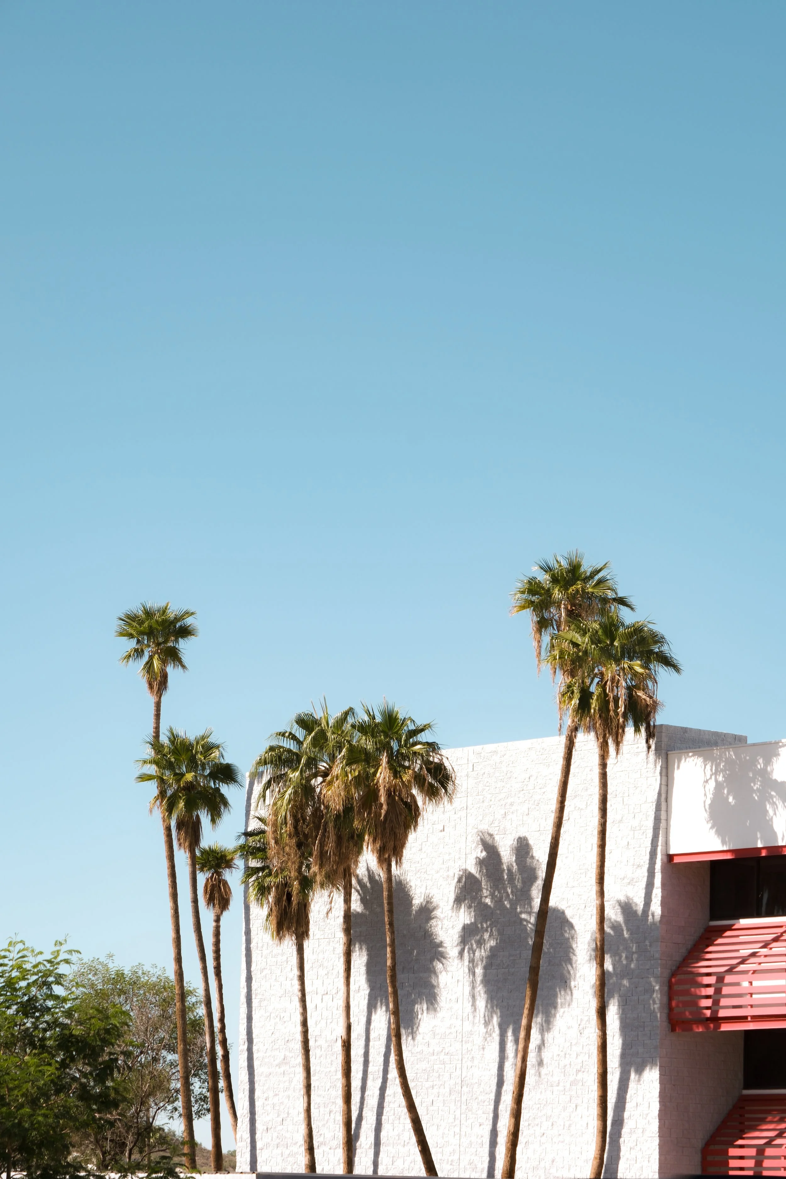 Palms in the City