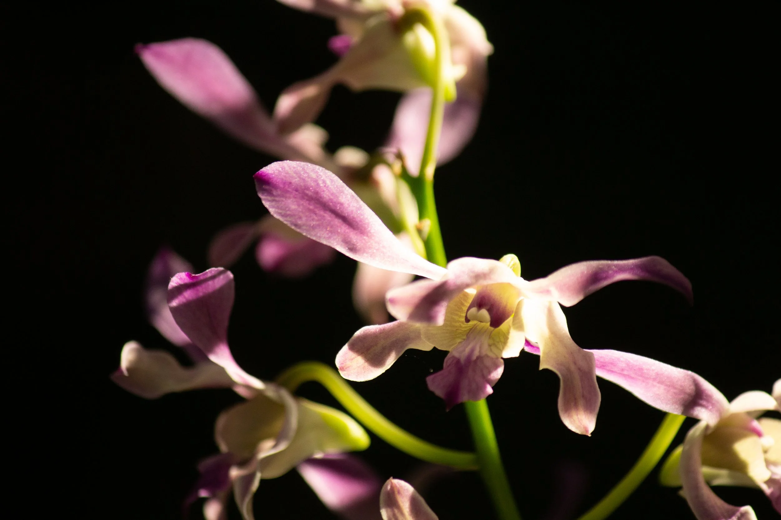 Purple Orchid