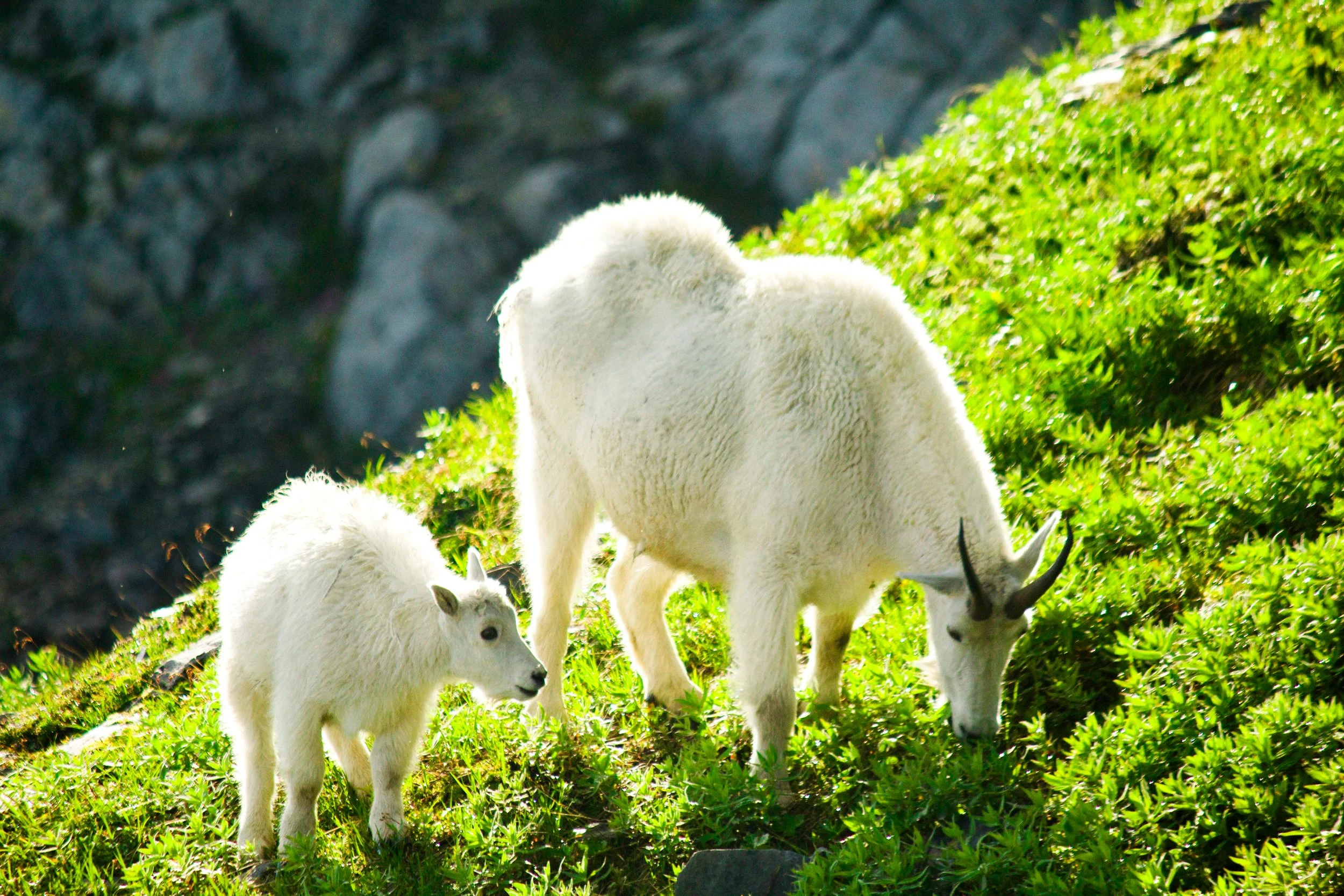 Mama & Baby Mountain Goat