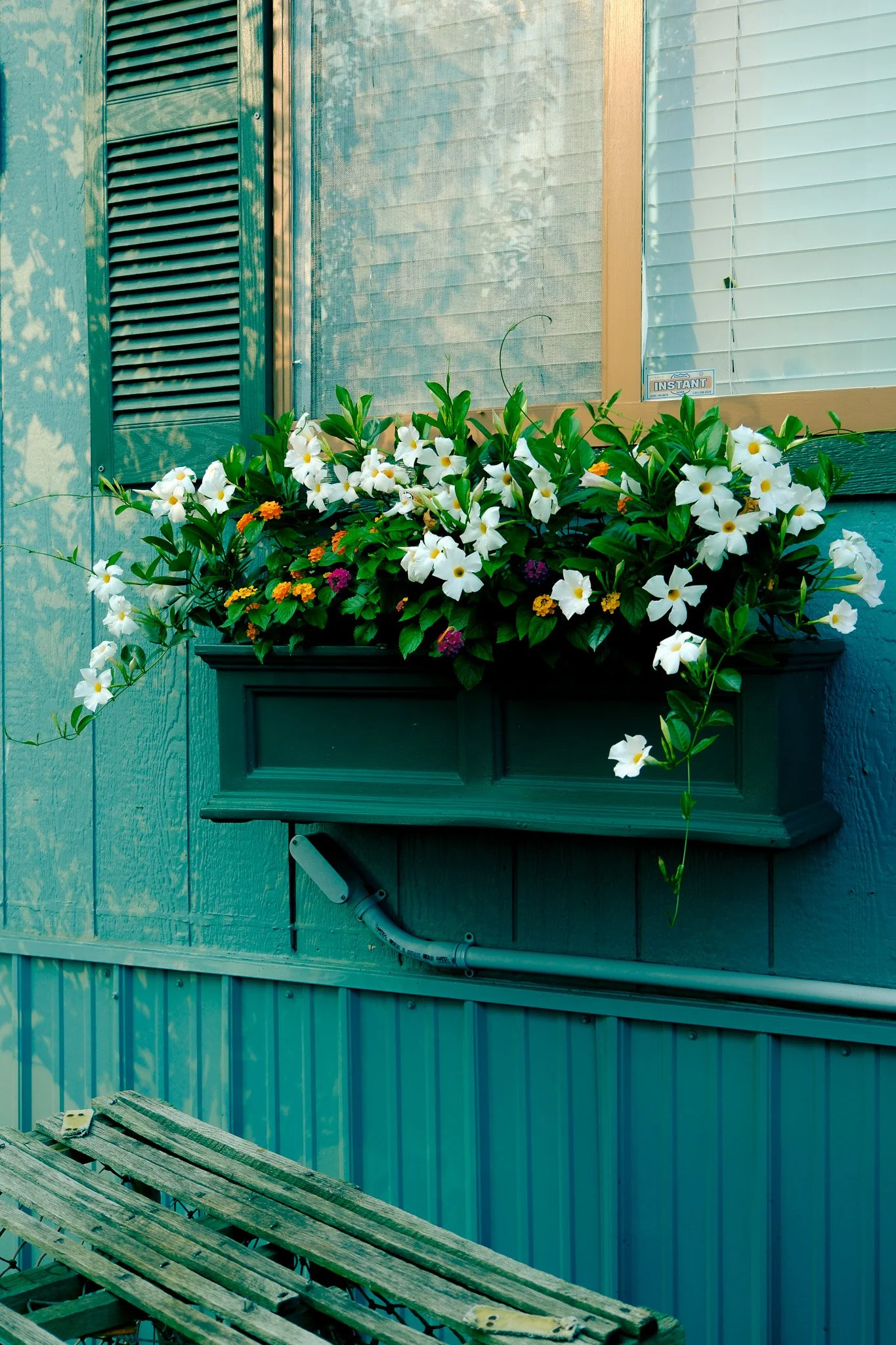 Flowers in the Window