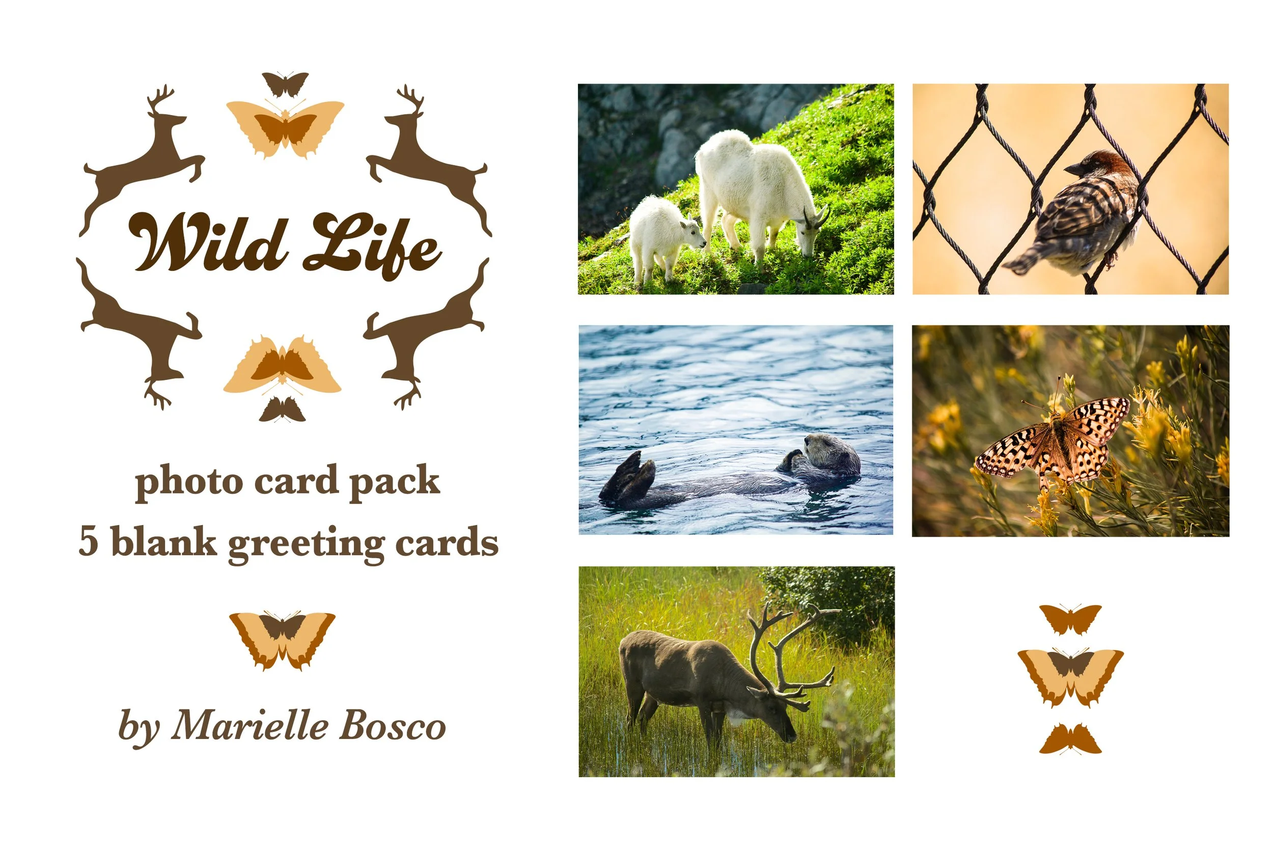 Photo Cards: Wild Life