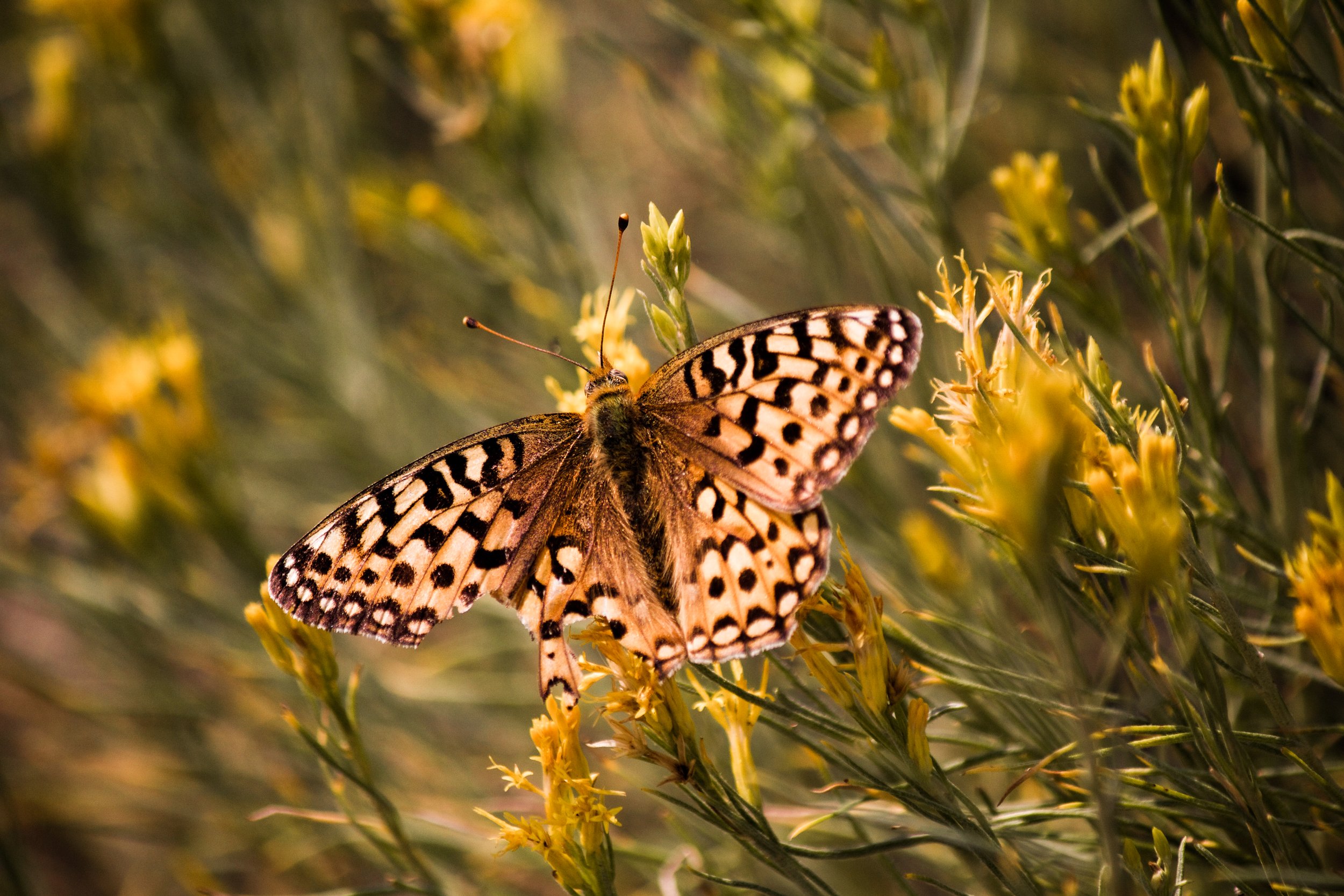Broken Wing Butterfly