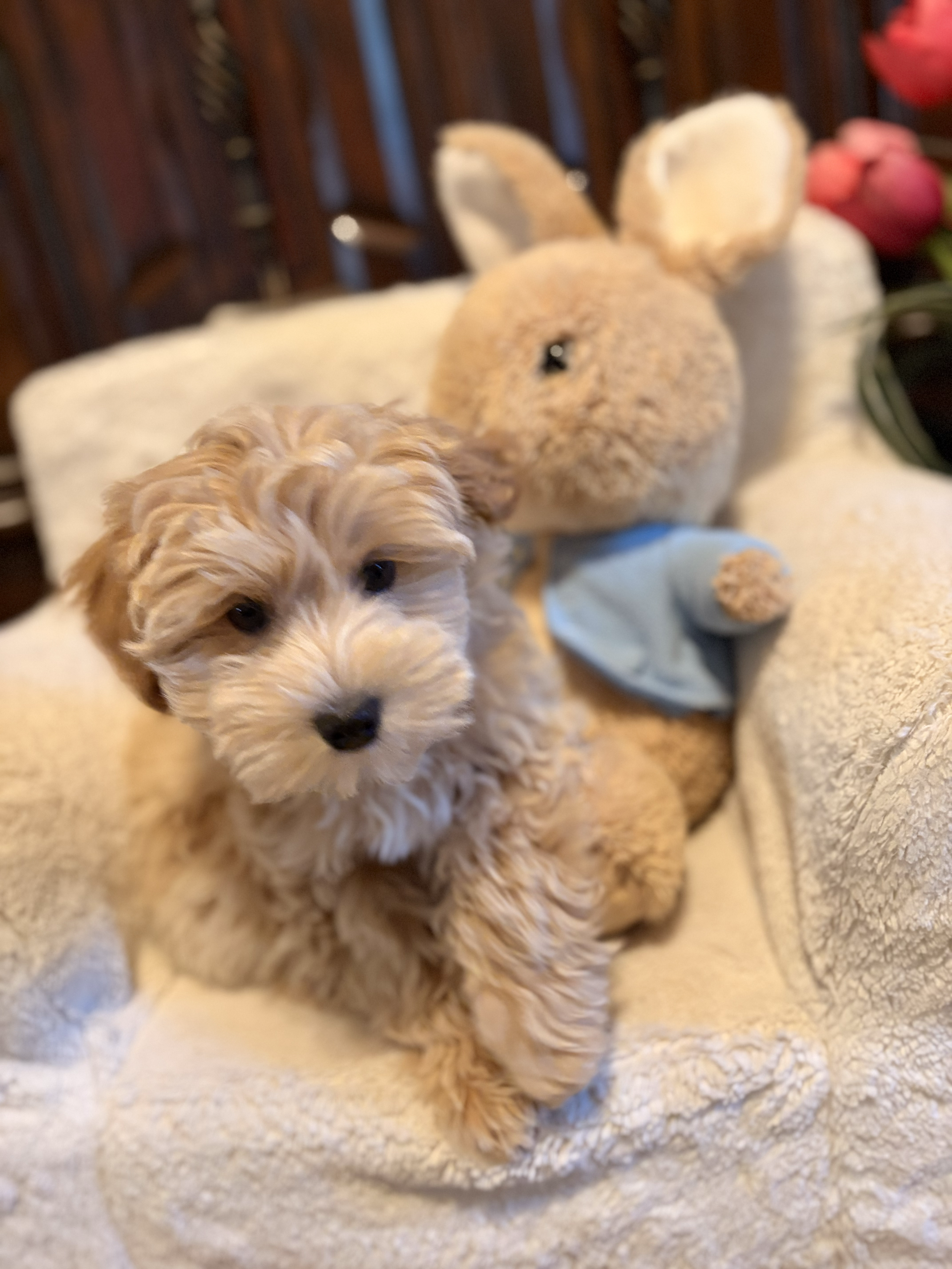 Maltipoo puppy from Villa Pup Blu available puppies Houston Kingwood TX
