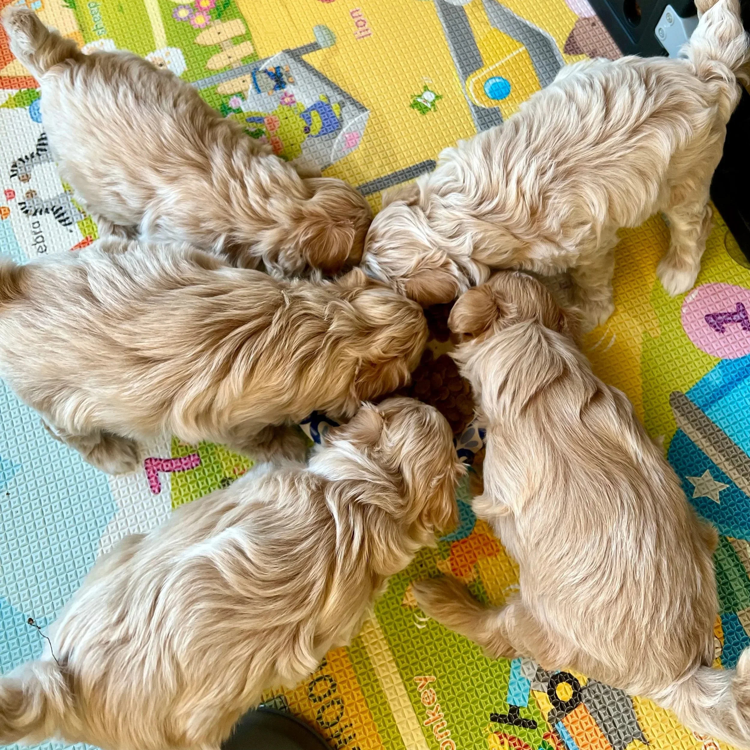 Maltipoo puppy from Villa Pup Blu available puppies Houston Kingwood TX

