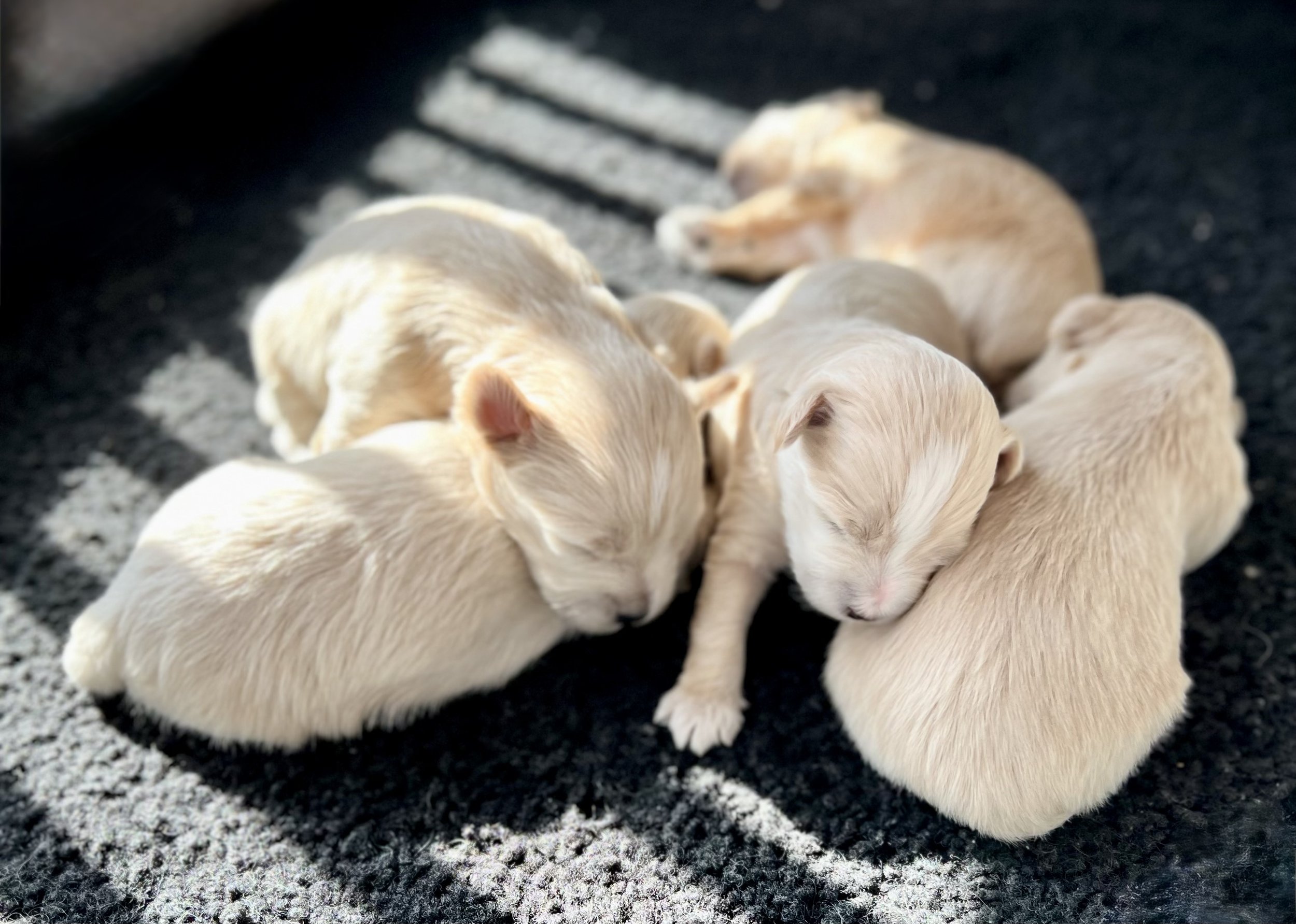 Family-raised curly puppies available at Villa Pup Blu
Maltipoo Houston TX