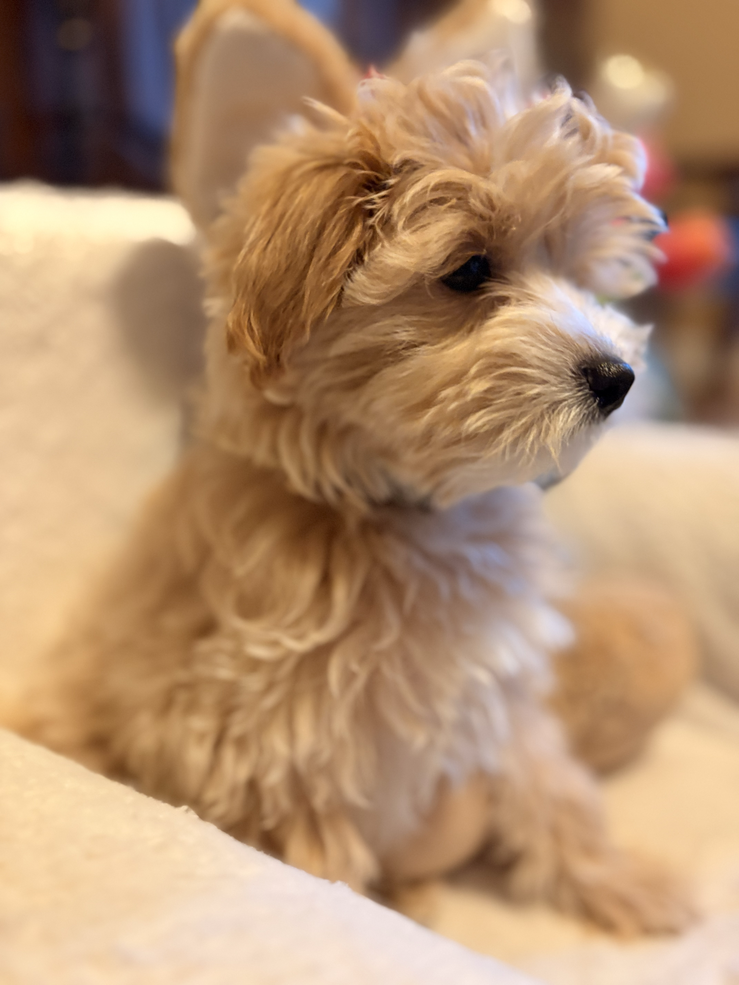 Maltipoo puppy from Villa Pup Blu available puppies Houston Kingwood TX
