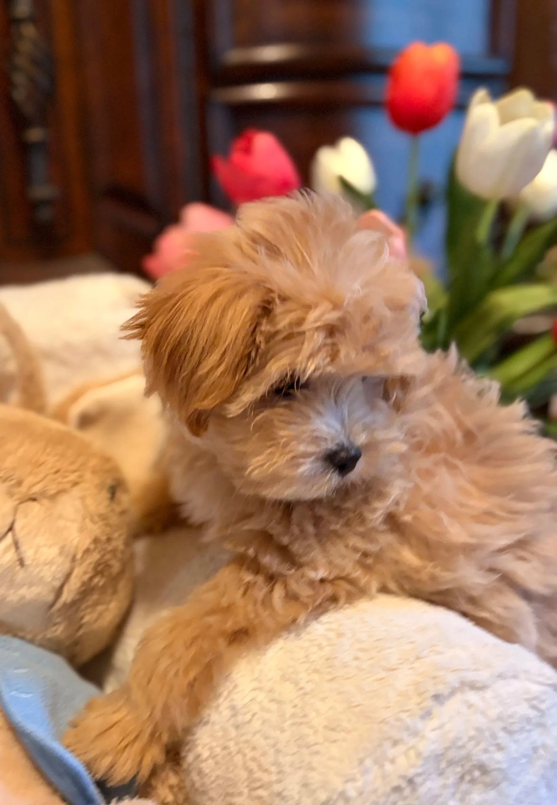 Fluffy Maltipoo puppy available for adoption
Villa pup blu Houston TX