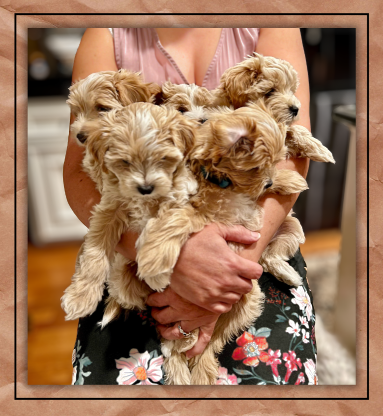 Home-raised Maltipoo puppies with Villa Pup Blu
Kingwood TX