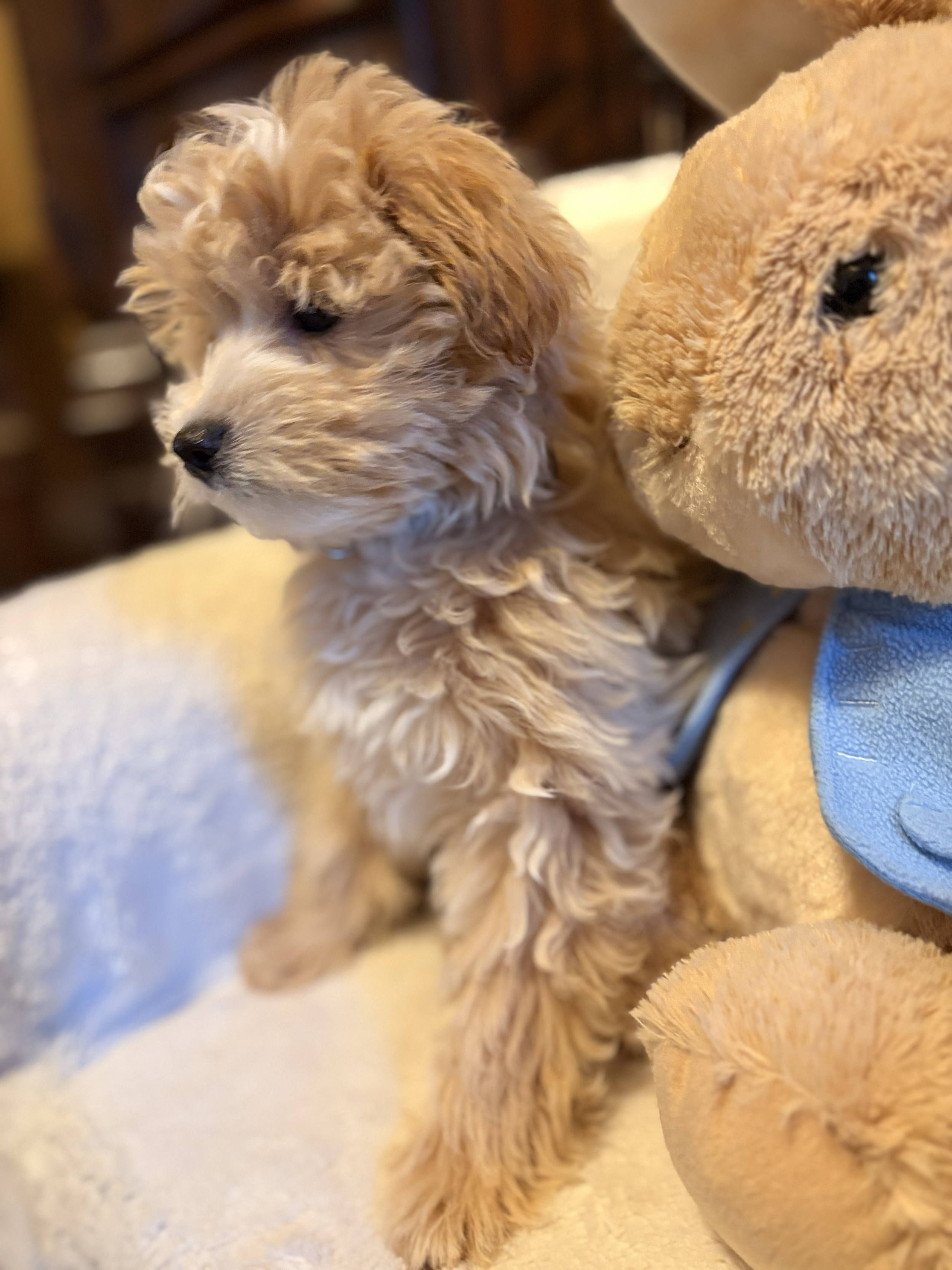 Maltipoo puppy from Villa Pup Blu available puppies Houston Kingwood TX
