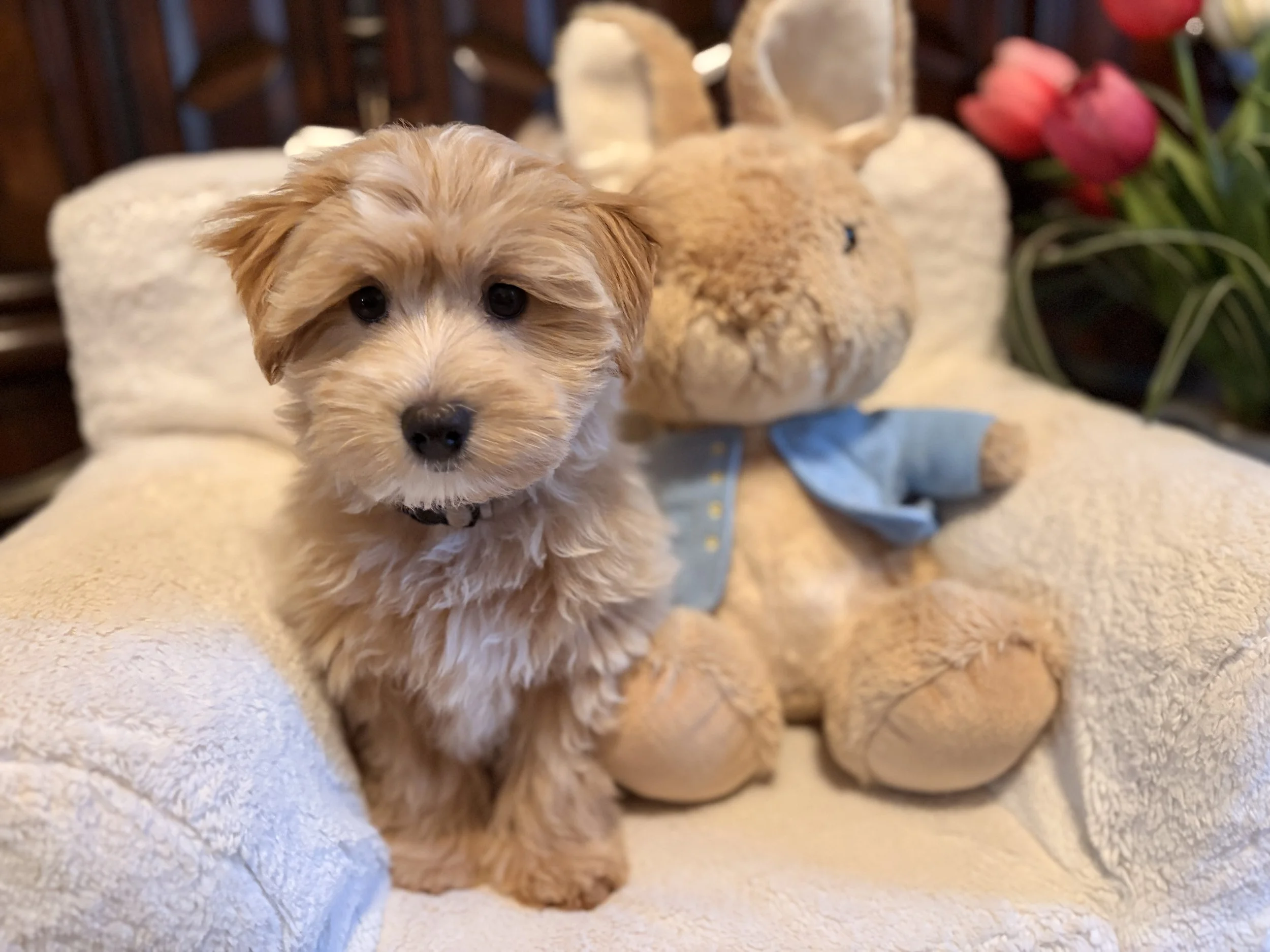 Maltipoo puppy from Villa Pup Blu available puppies Houston Kingwood TX
