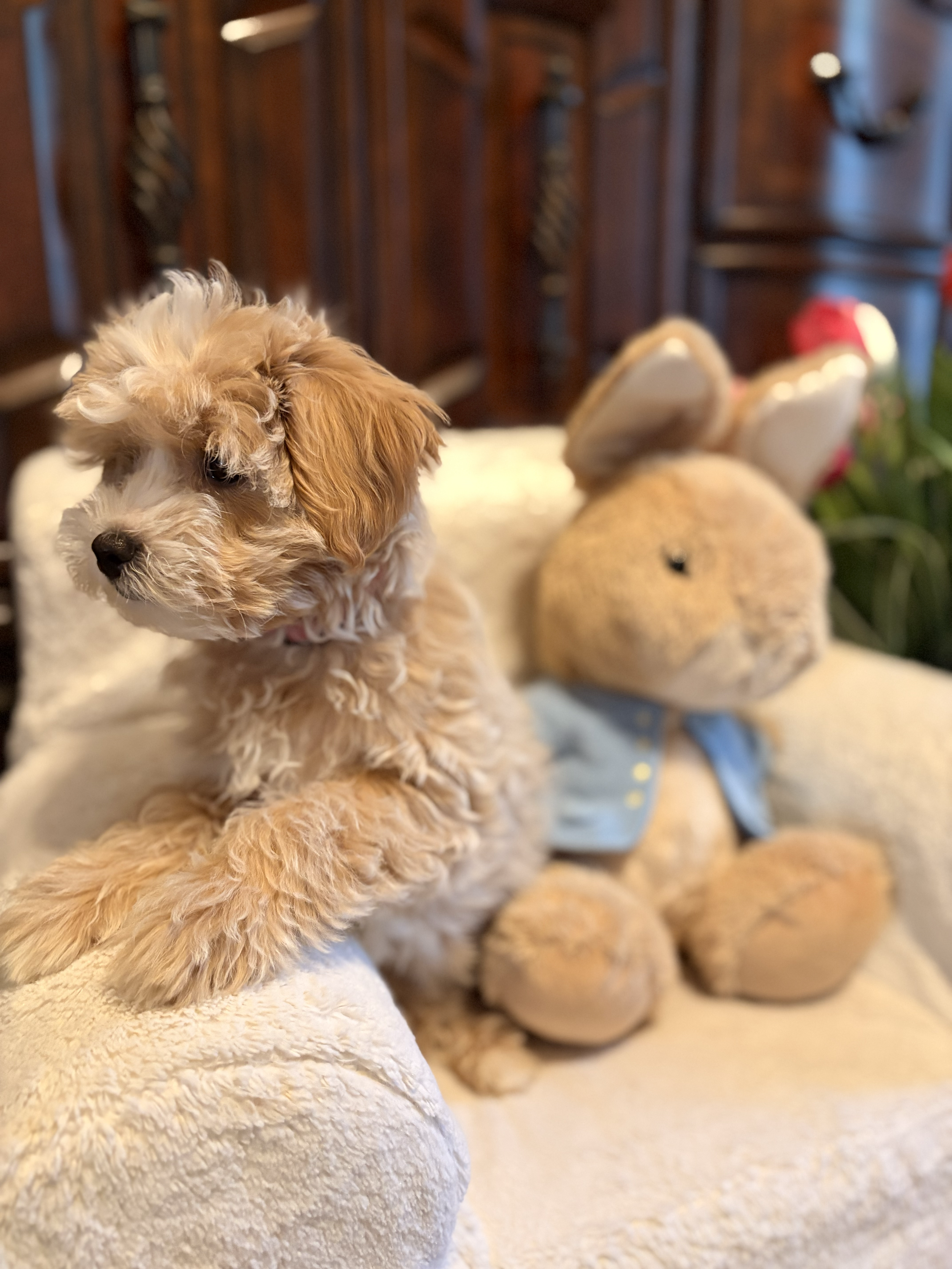 Maltipoo puppy from Villa Pup Blu available puppies Houston Kingwood TX
