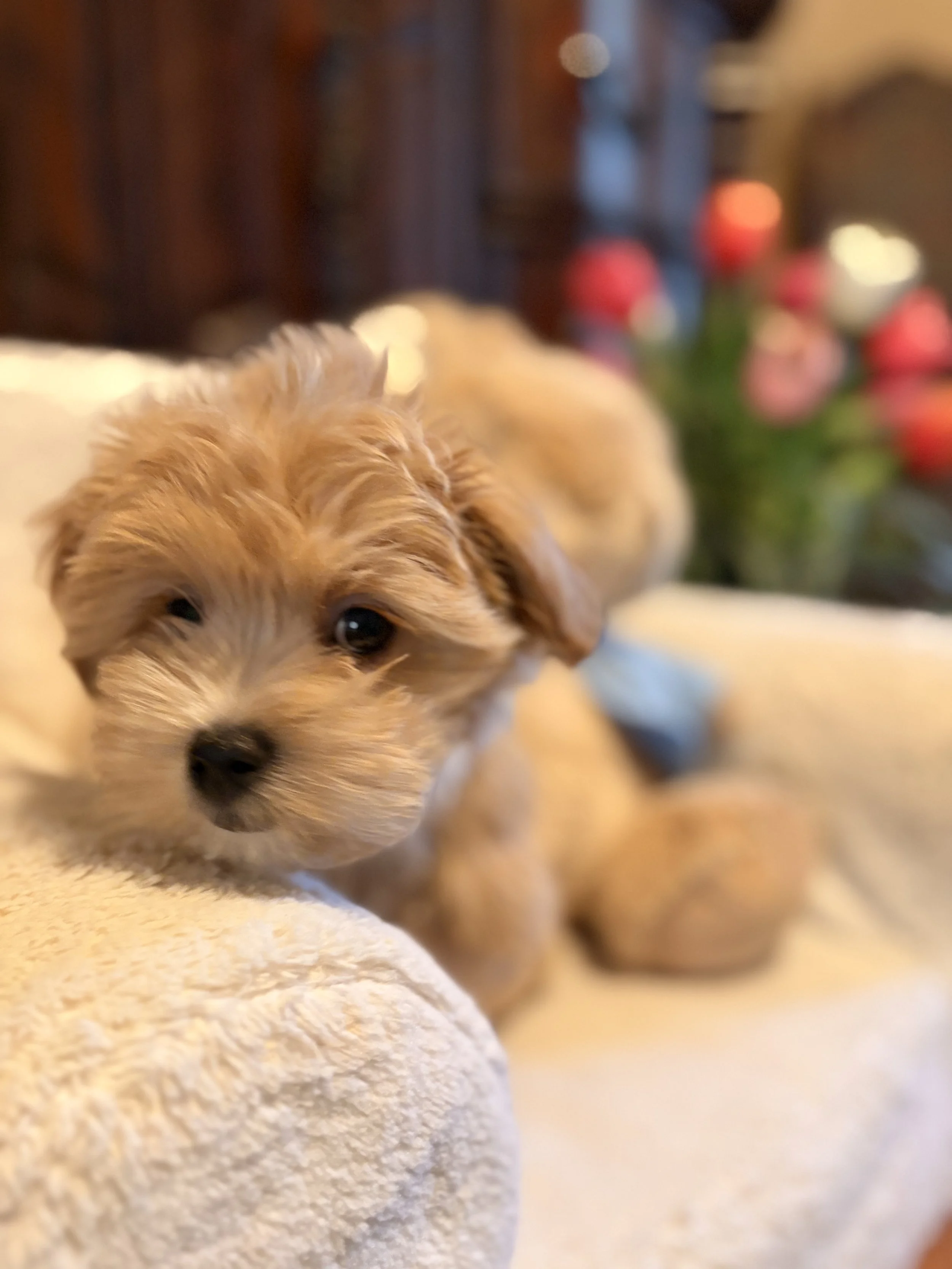 Maltipoo puppy from Villa Pup Blu available puppies Houston Kingwood TX
