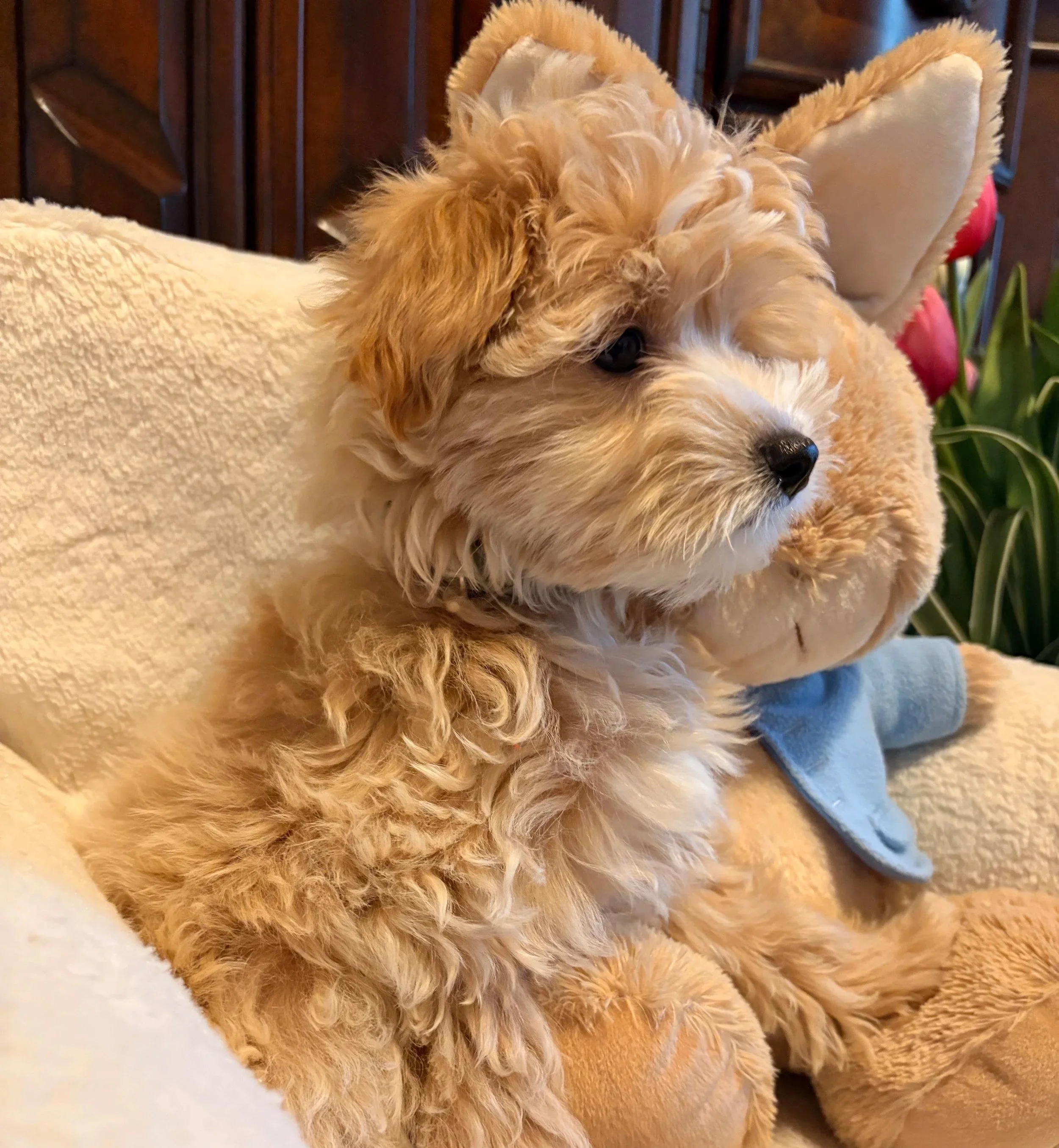 Maltipoo puppy from Villa Pup Blu available puppies Houston Kingwood TX
