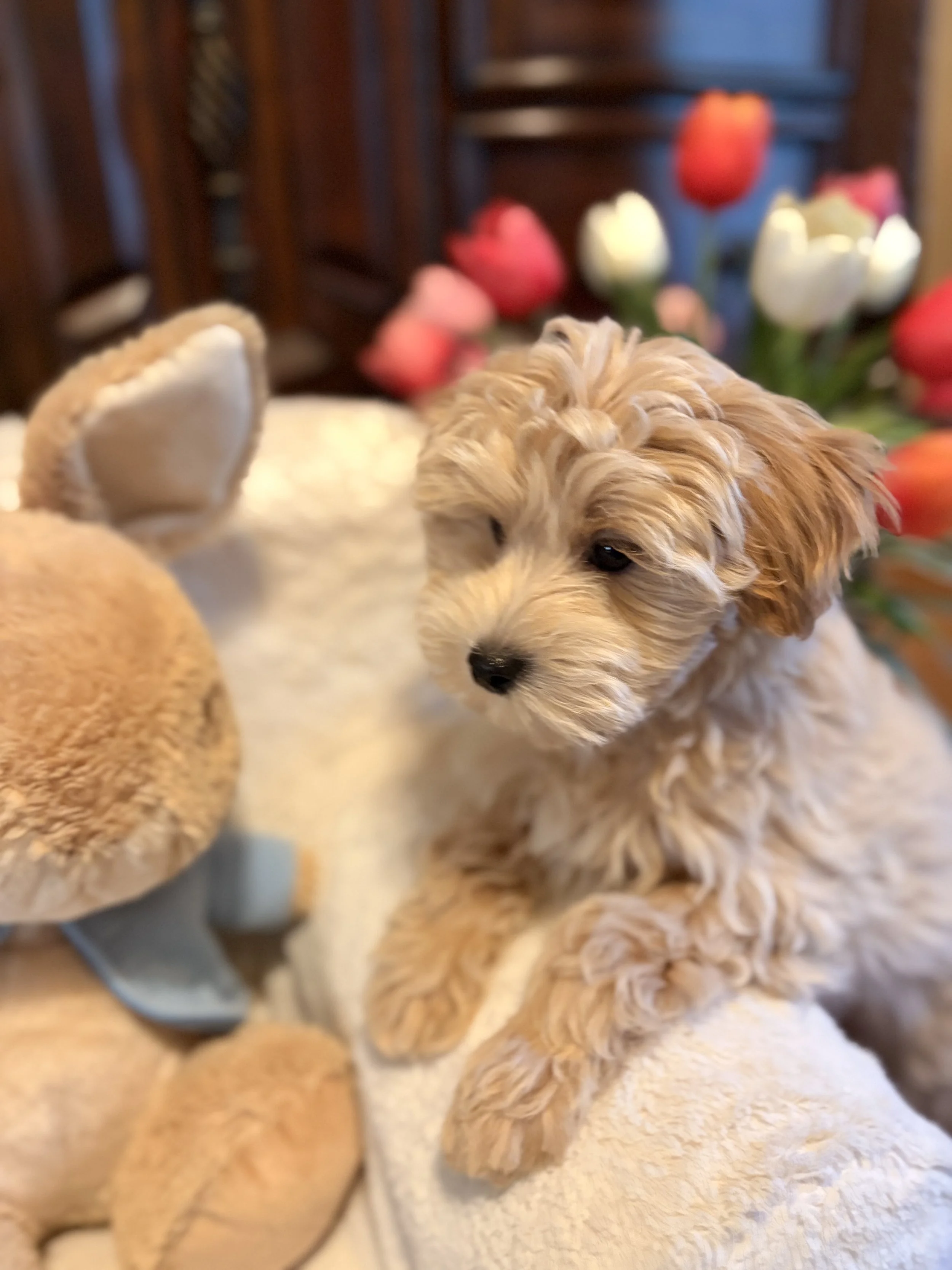 Maltipoo puppy from Villa Pup Blu available puppies Houston Kingwood TX
