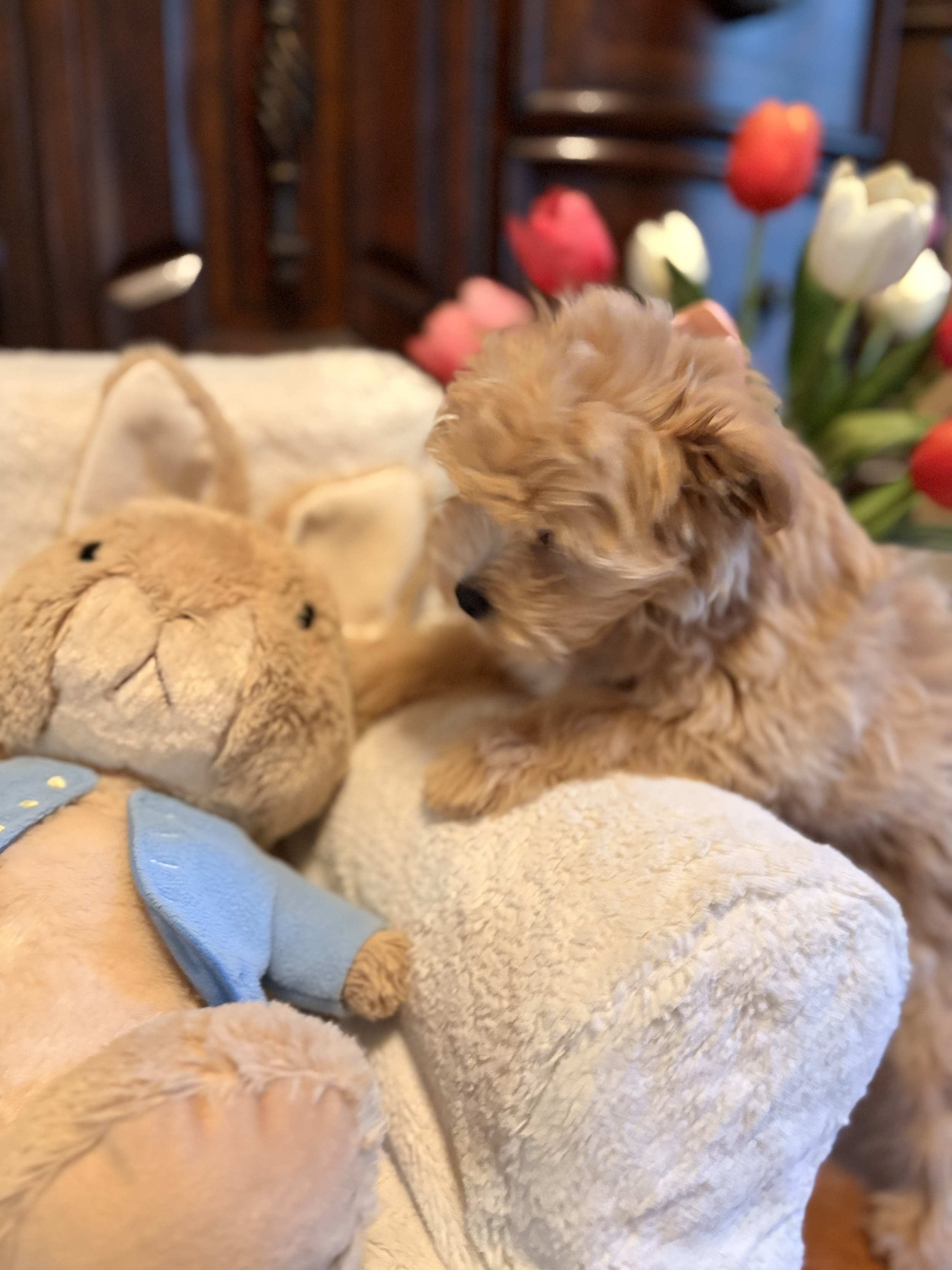 Maltipoo puppy from Villa Pup Blu available puppies Houston Kingwood TX
