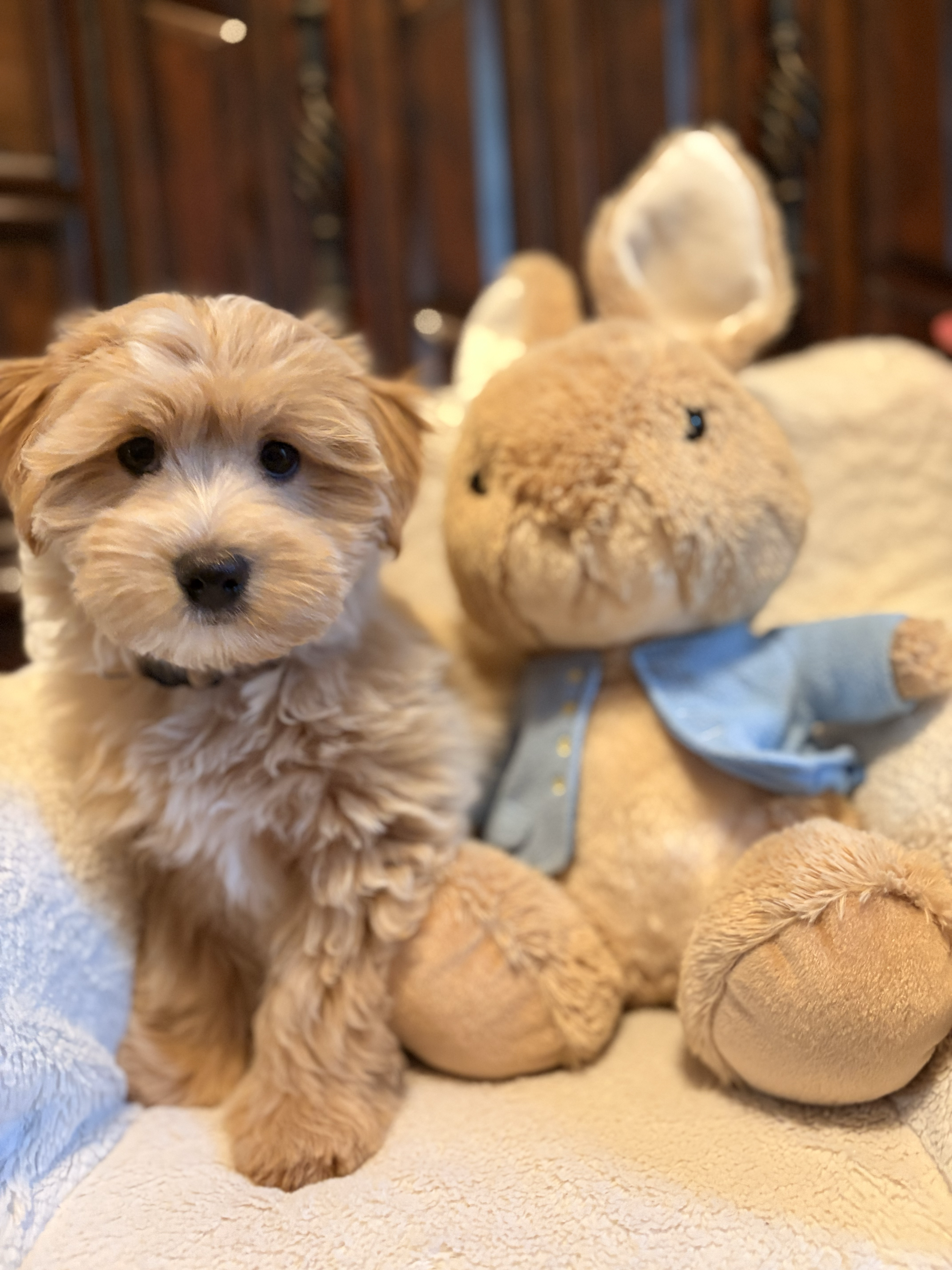Maltipoo puppy from Villa Pup Blu available puppies Houston Kingwood TX
