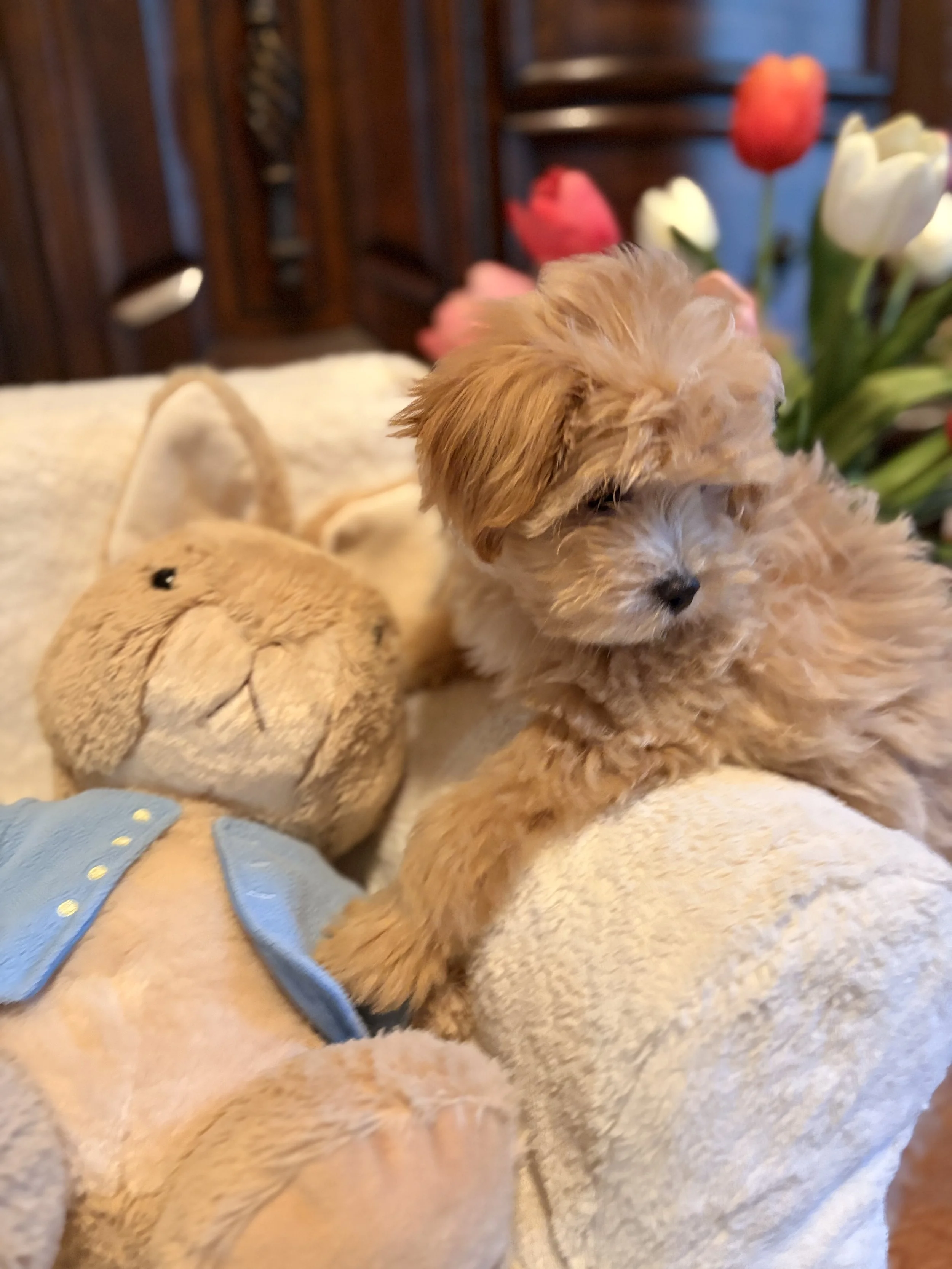 Maltipoo puppy from Villa Pup Blu available puppies Houston Kingwood TX
