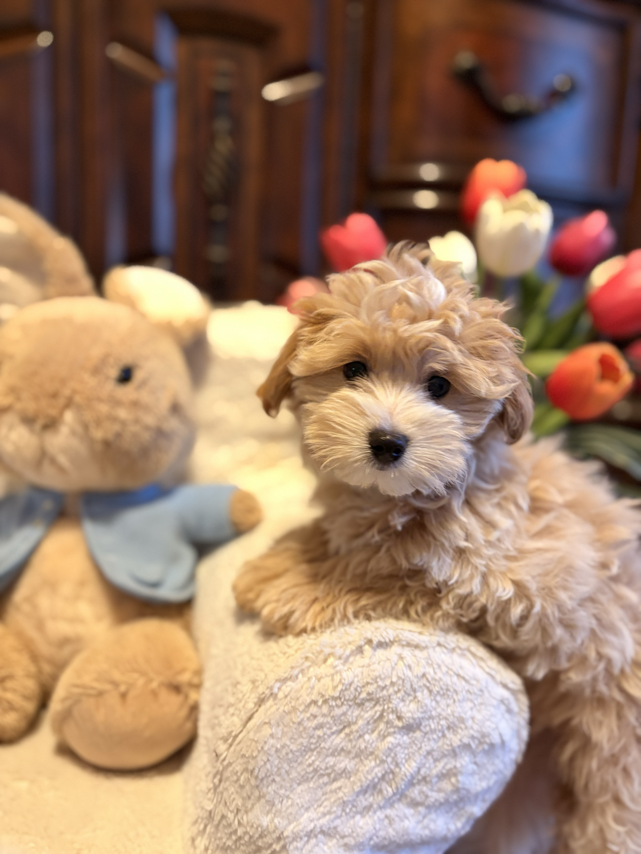 Maltipoo puppy from Villa Pup Blu available puppies Houston Kingwood TX
