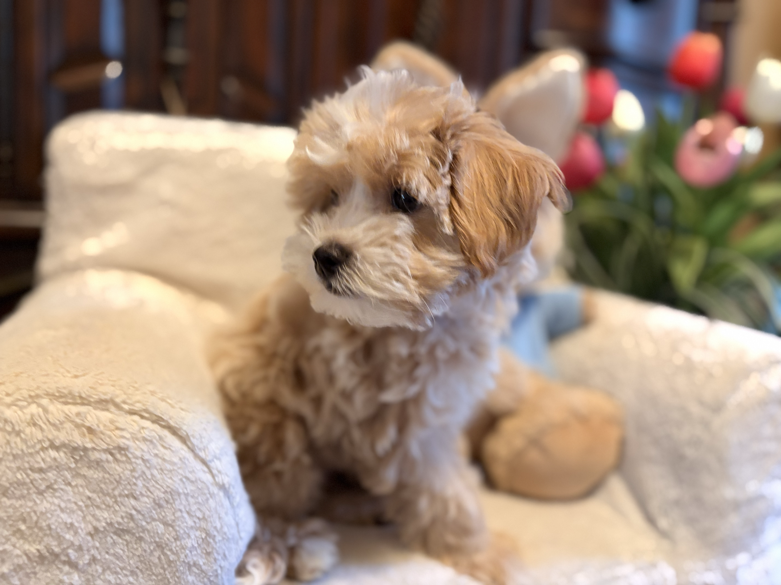 Maltipoo puppy from Villa Pup Blu available puppies Houston Kingwood TX
