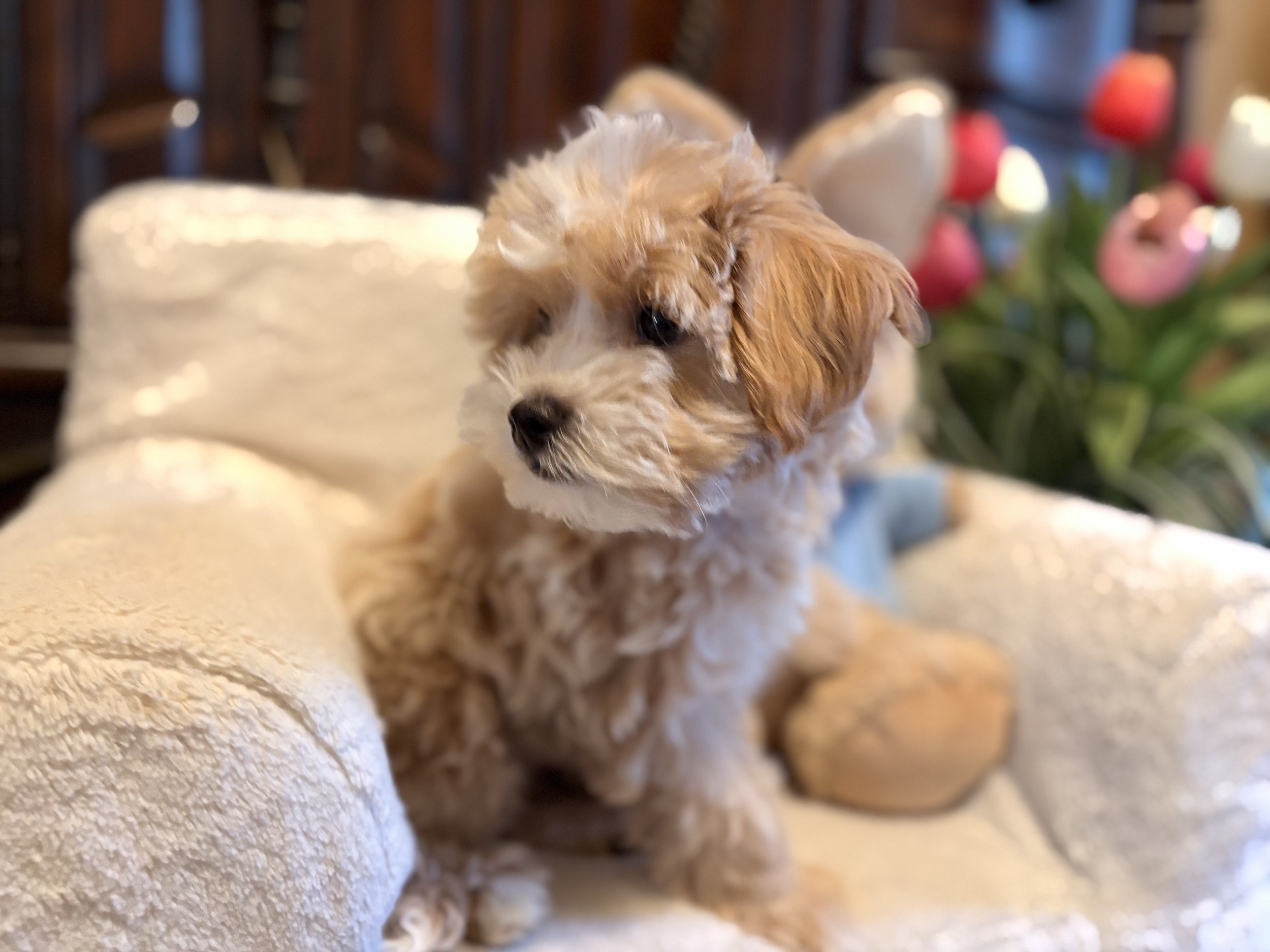 Maltipoo puppy from Villa Pup Blu available puppies Houston Kingwood TX
