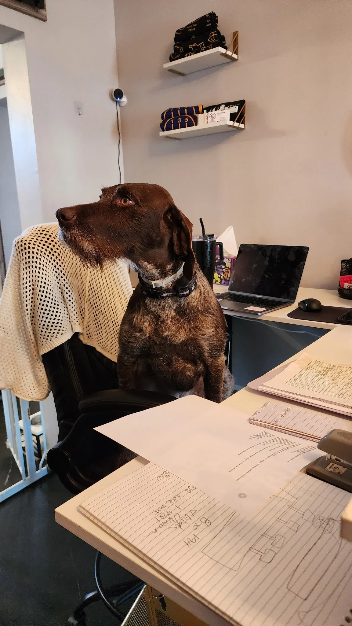 A brown dog with a white collar sitting on a black office chair at a cluttered desk, looking to the left with papers, notebooks, a laptop, and a tumbler nearby.