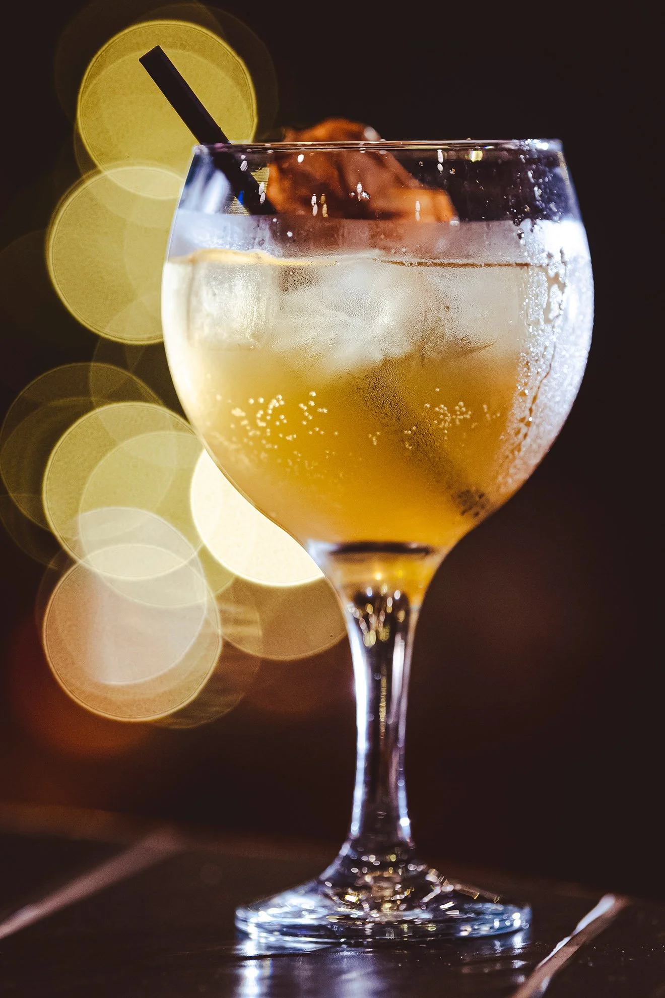 Conifox, Fetching Fox_21.JPG